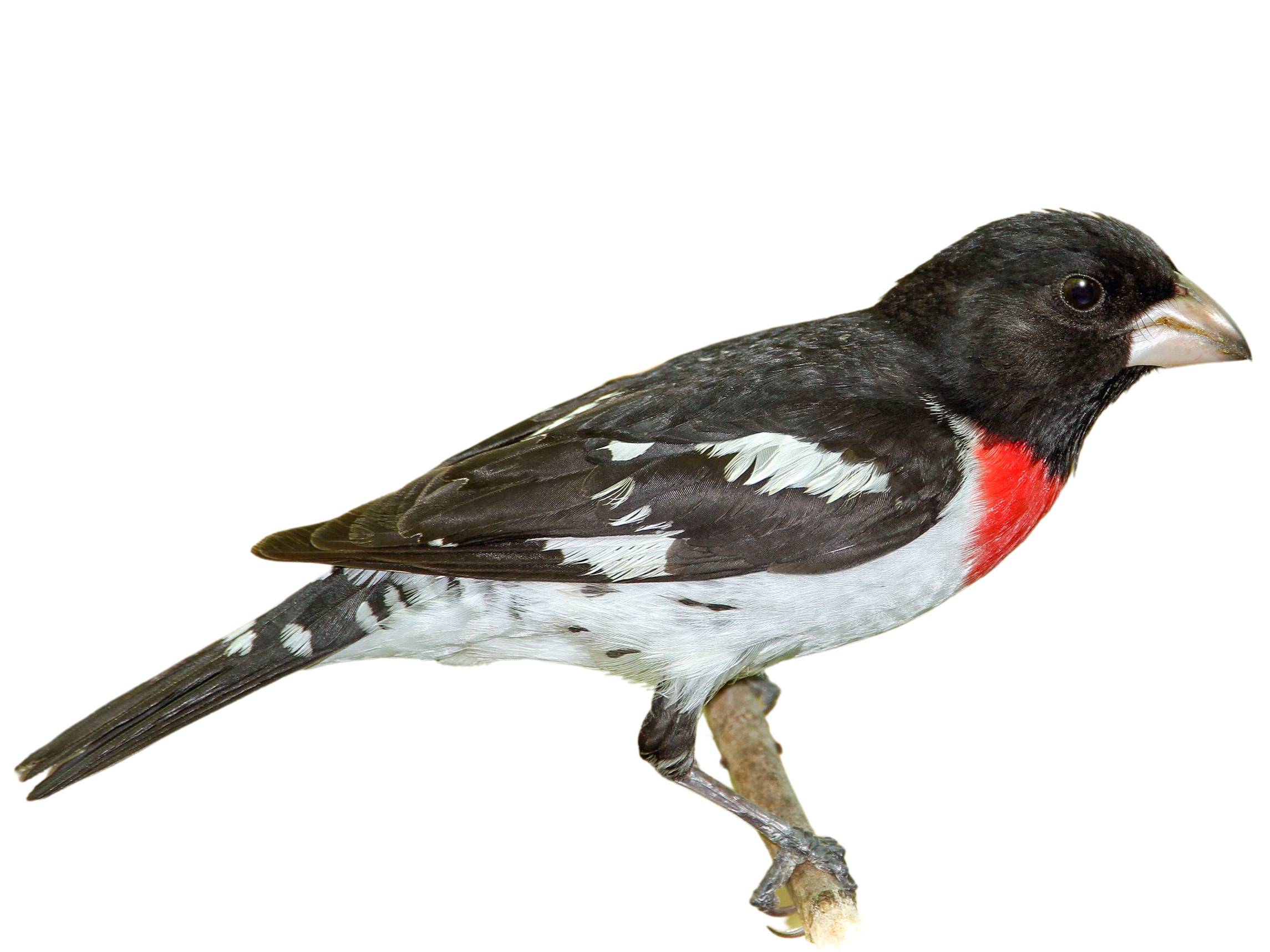 A photo of a Rose-breasted Grosbeak (Pheucticus ludovicianus), male