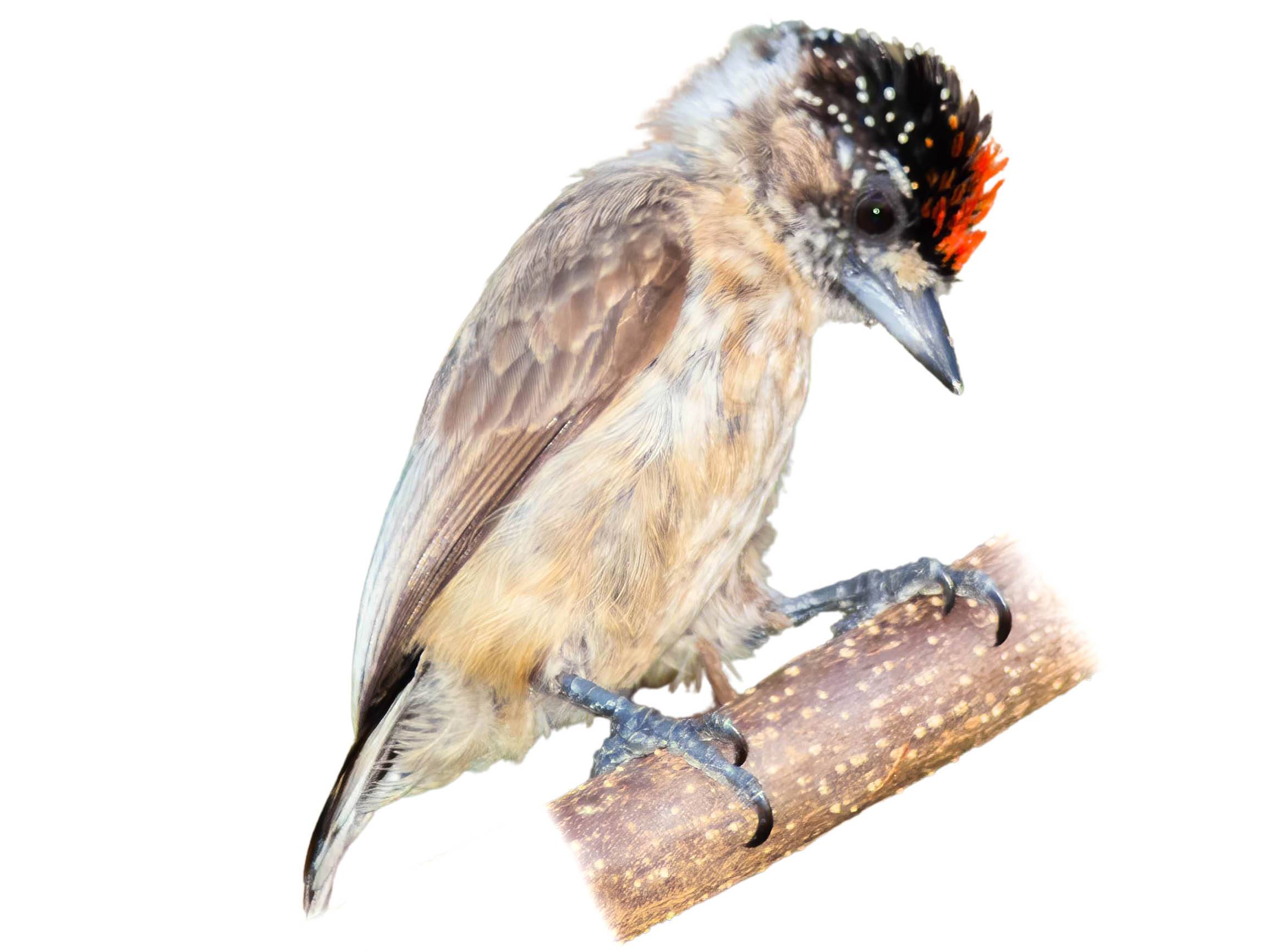A photo of a Ochraceous Piculet (Picumnus limae), male