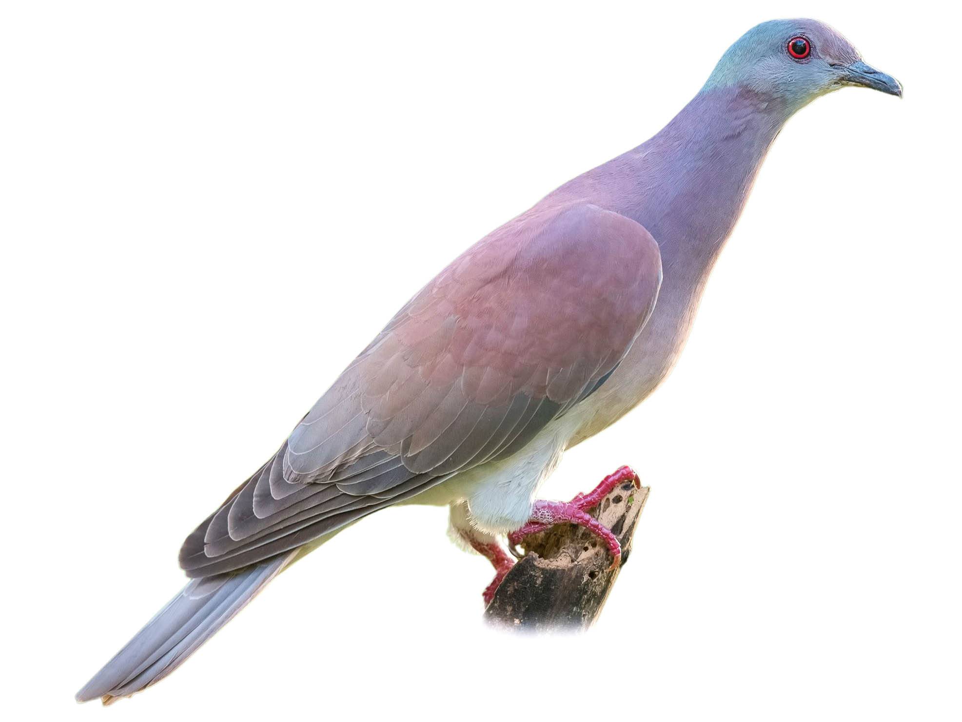 A photo of a Pale-vented Pigeon (Patagioenas cayennensis)