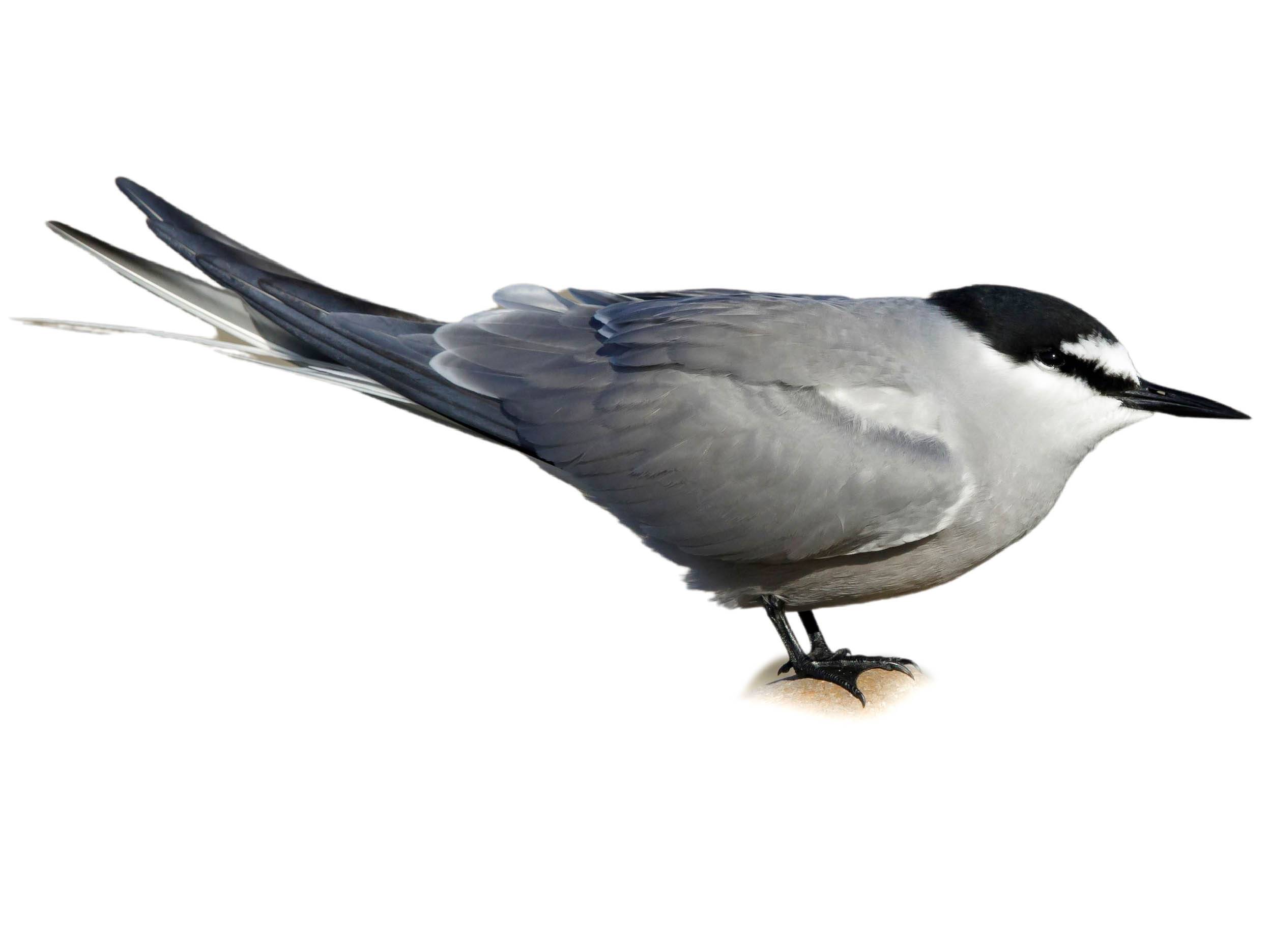 A photo of a Aleutian Tern (Onychoprion aleuticus)