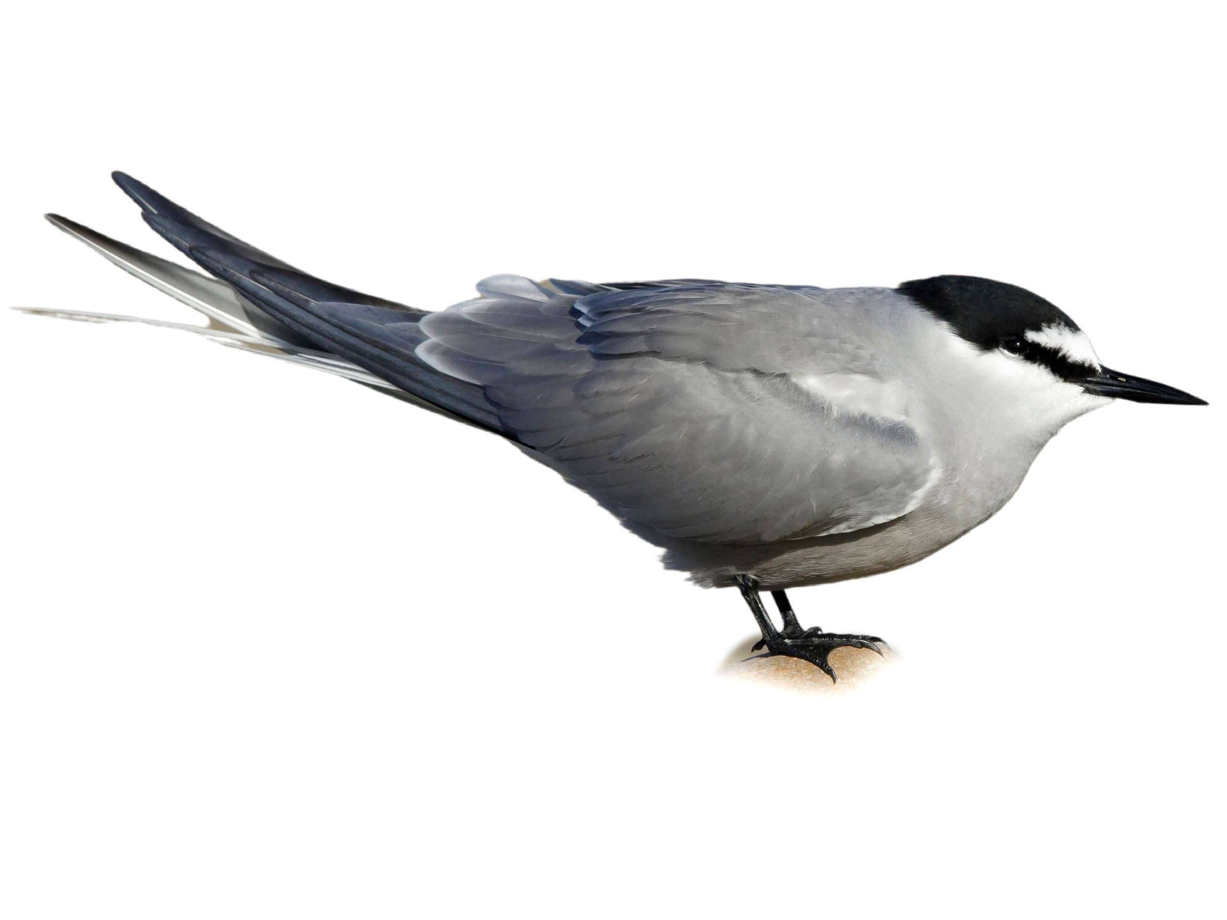 Wildlife Wonders: 10 Must See Aleutian Island Species - zm9xhms