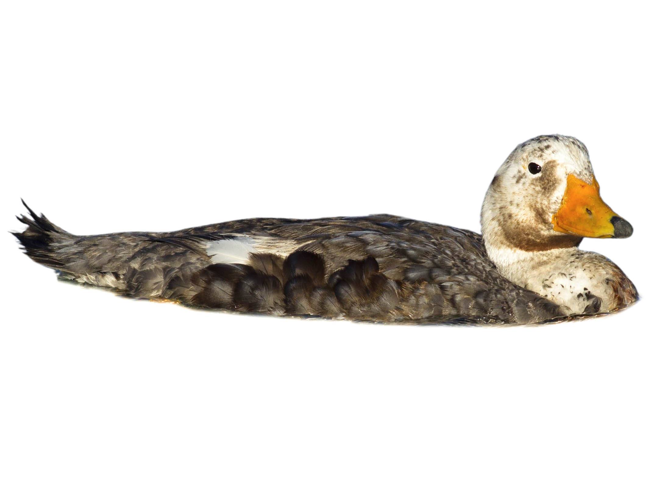 A photo of a Falkland Steamer Duck (Tachyeres brachypterus), male