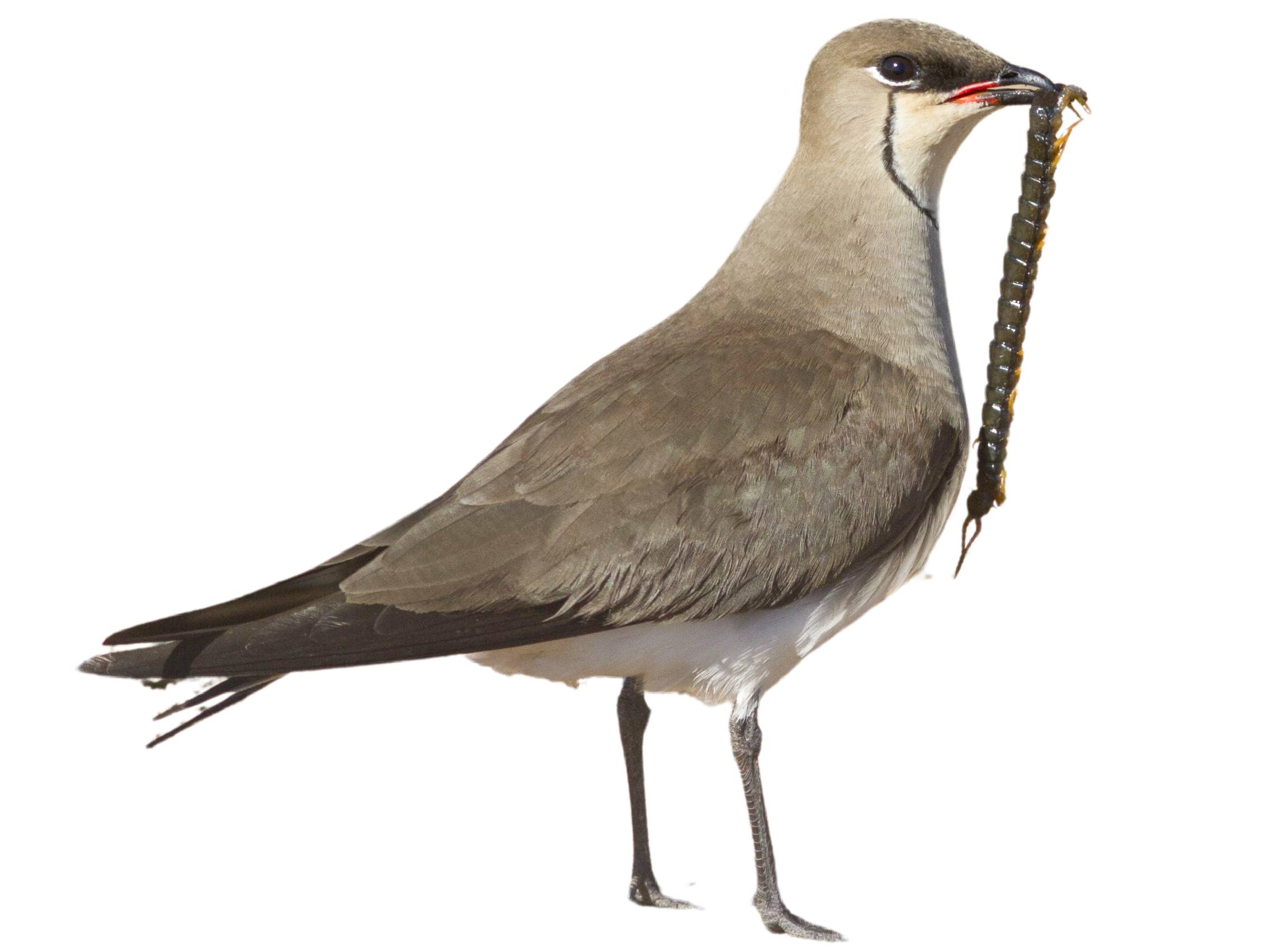 A photo of a Black-winged Pratincole (Glareola nordmanni)