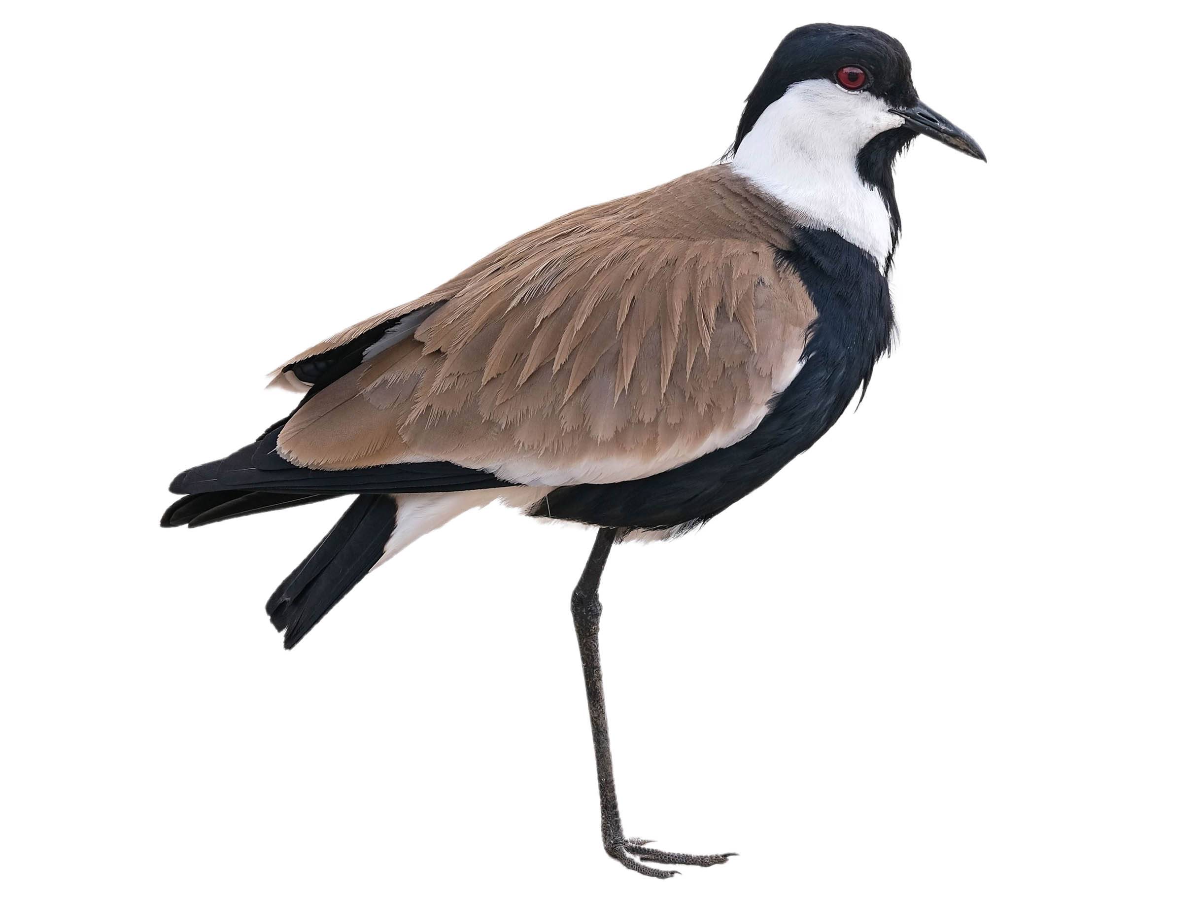 A photo of a Spur-winged Lapwing (Vanellus spinosus)