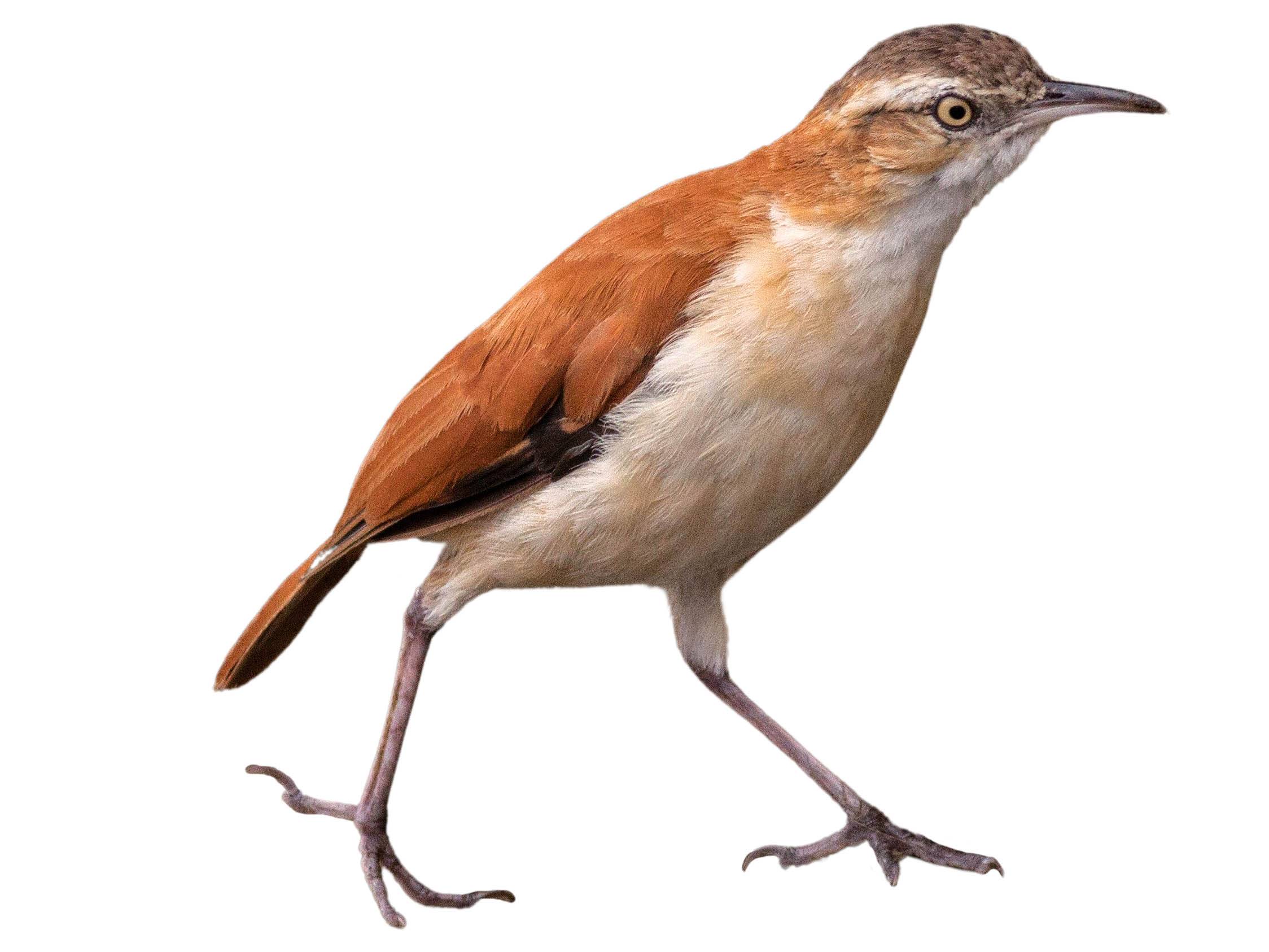 A photo of a Pale-legged Hornero (Furnarius leucopus)