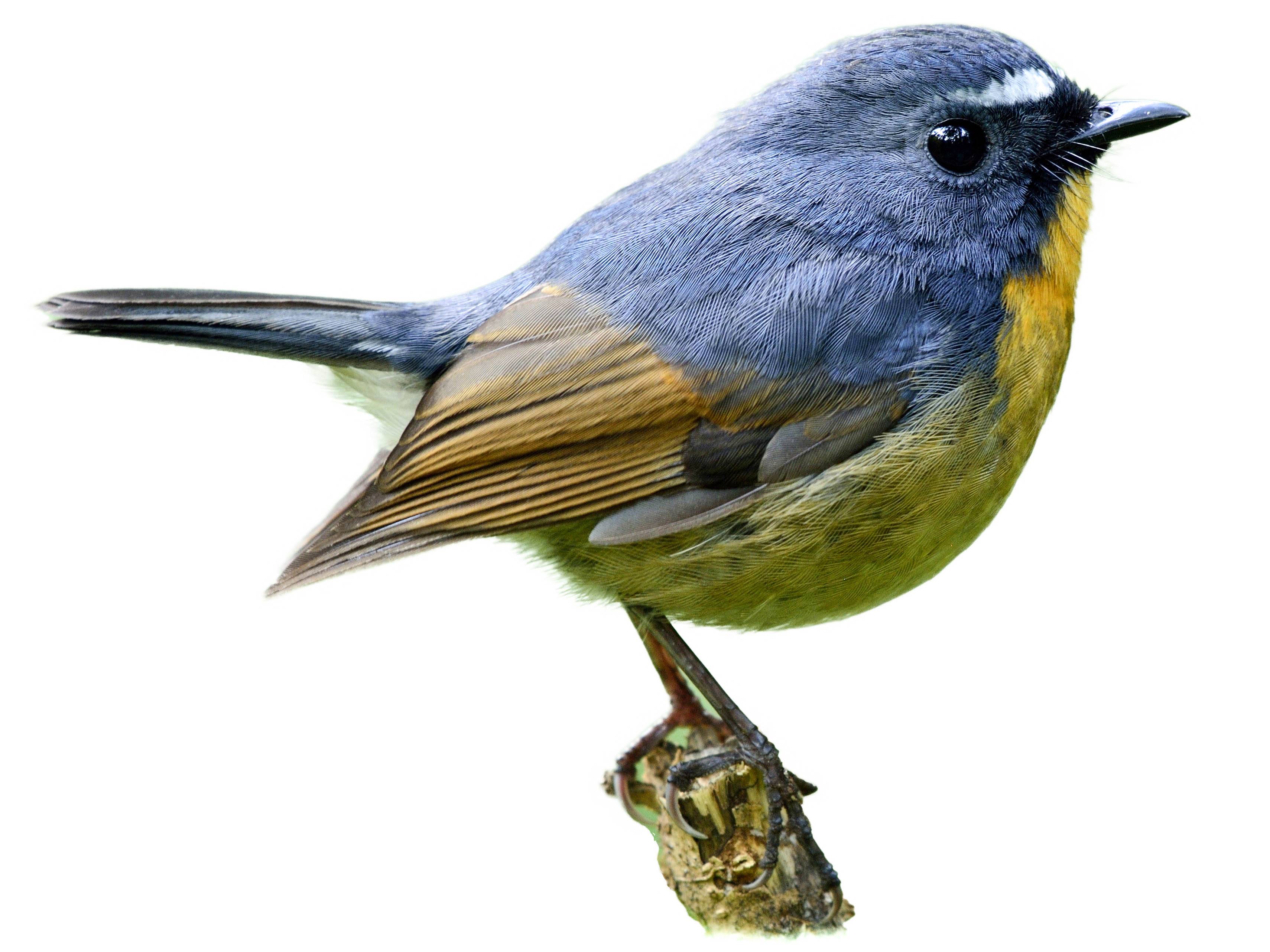 A photo of a Snowy-browed Flycatcher (Ficedula hyperythra), male