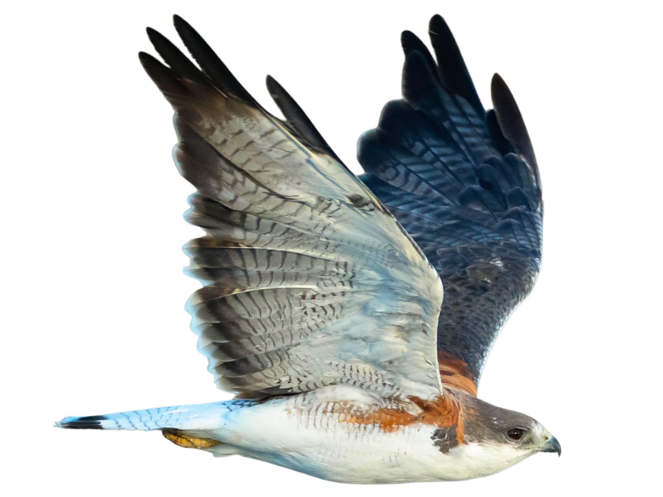 A photo of a Variable Hawk (Geranoaetus polyosoma)