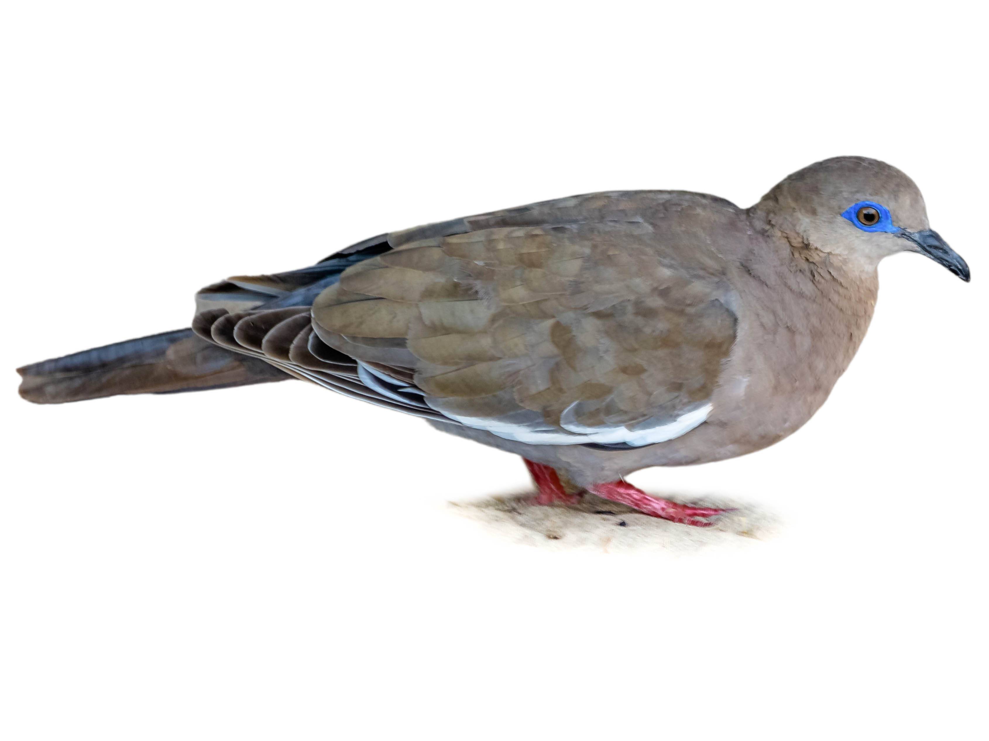 A photo of a West Peruvian Dove (Zenaida meloda)