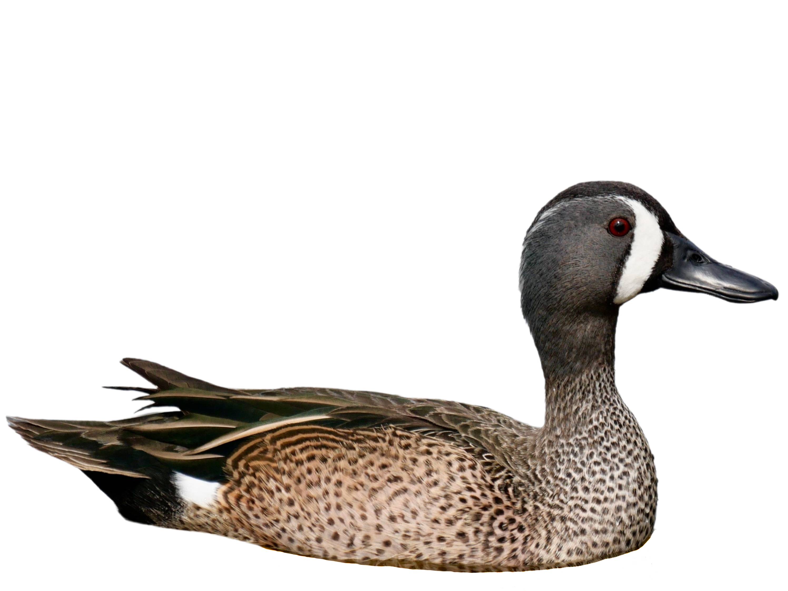 A photo of a Blue-winged Teal (Spatula discors), male