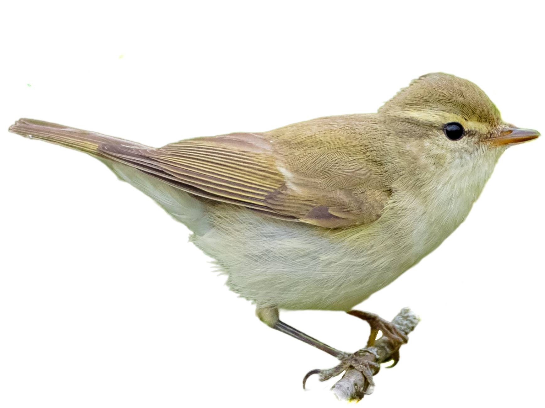 A photo of a Greenish Warbler (Phylloscopus trochiloides)