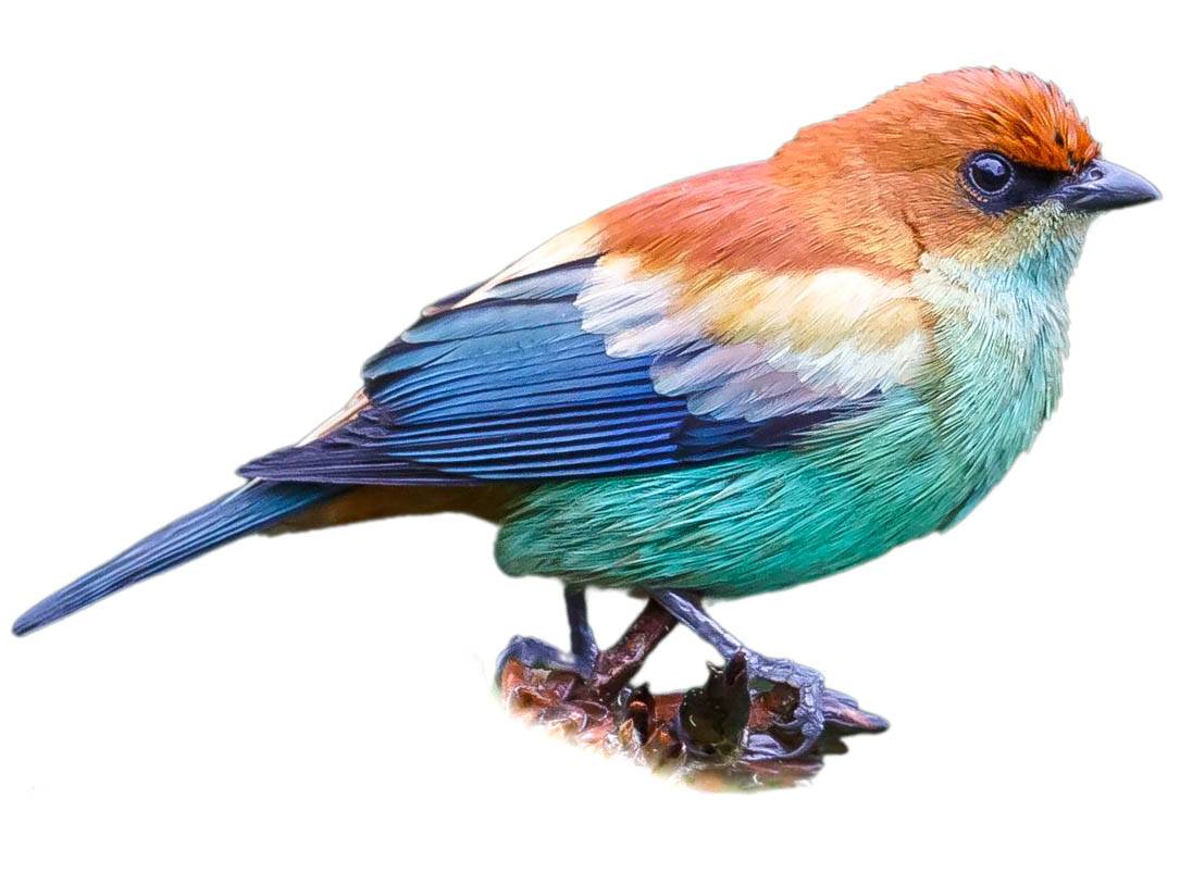 A photo of a Chestnut-backed Tanager (Stilpnia preciosa), male