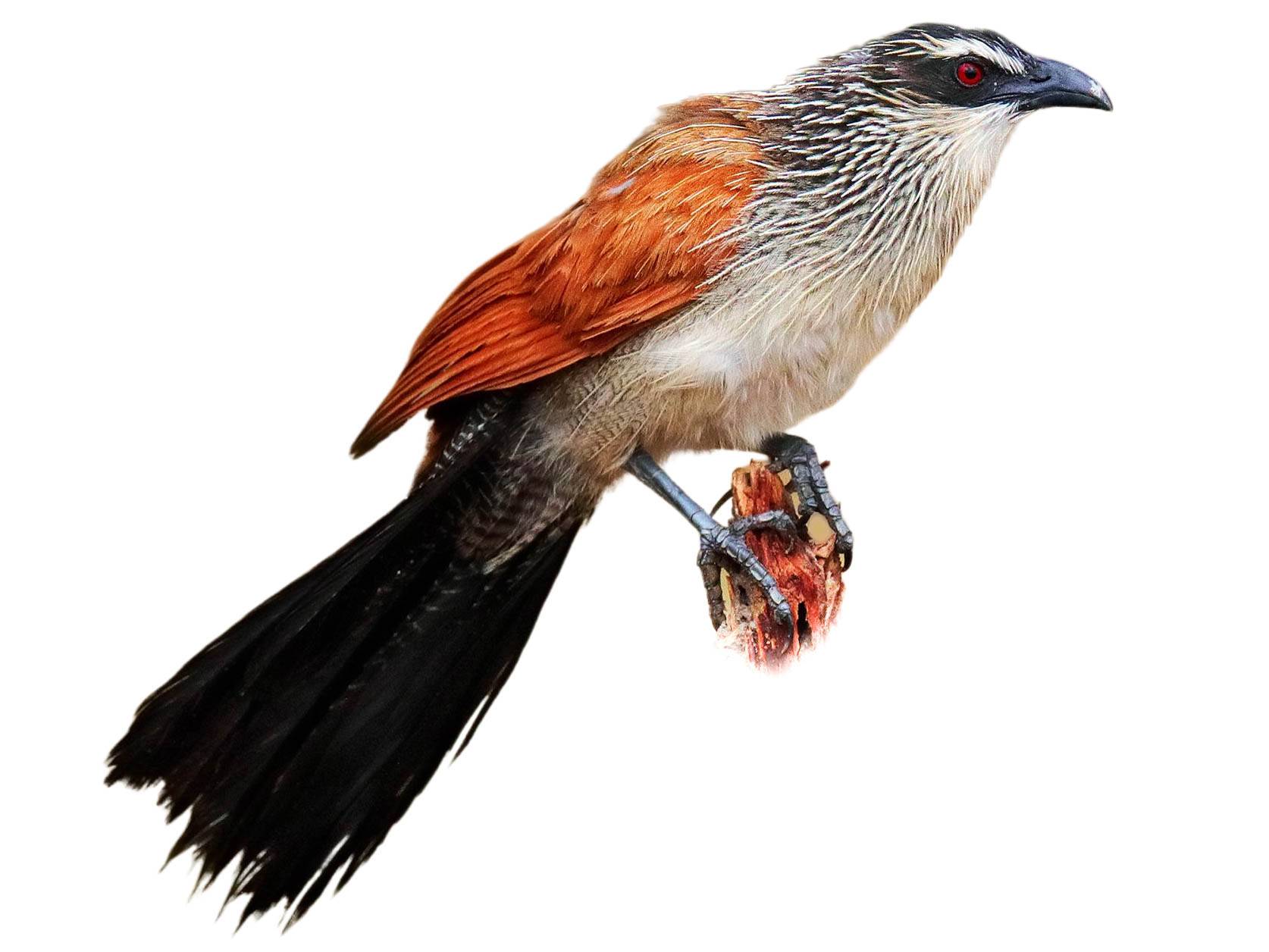 A photo of a White-browed Coucal (Centropus superciliosus)
