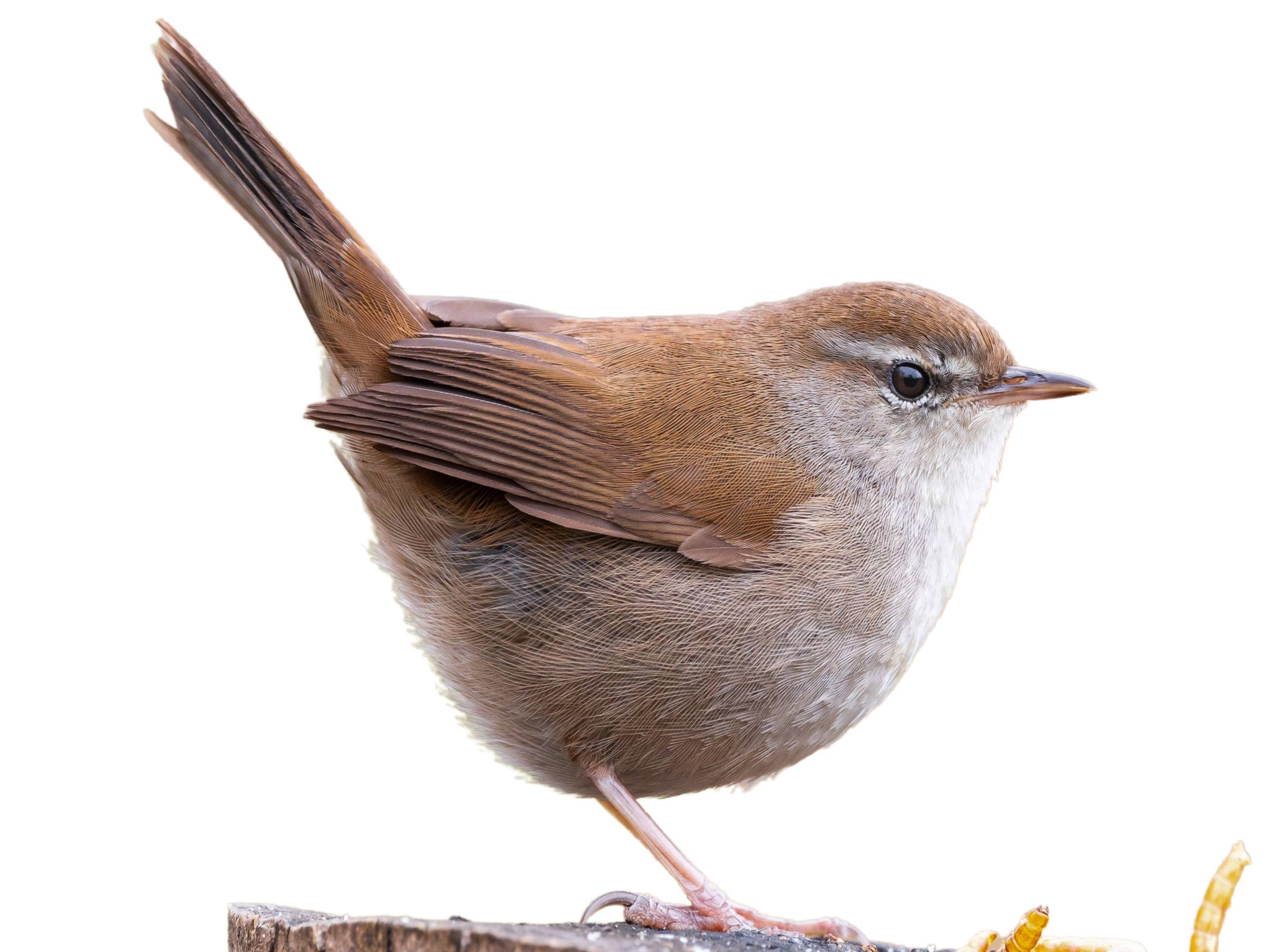 A photo of a Cetti's Warbler (Cettia cetti)