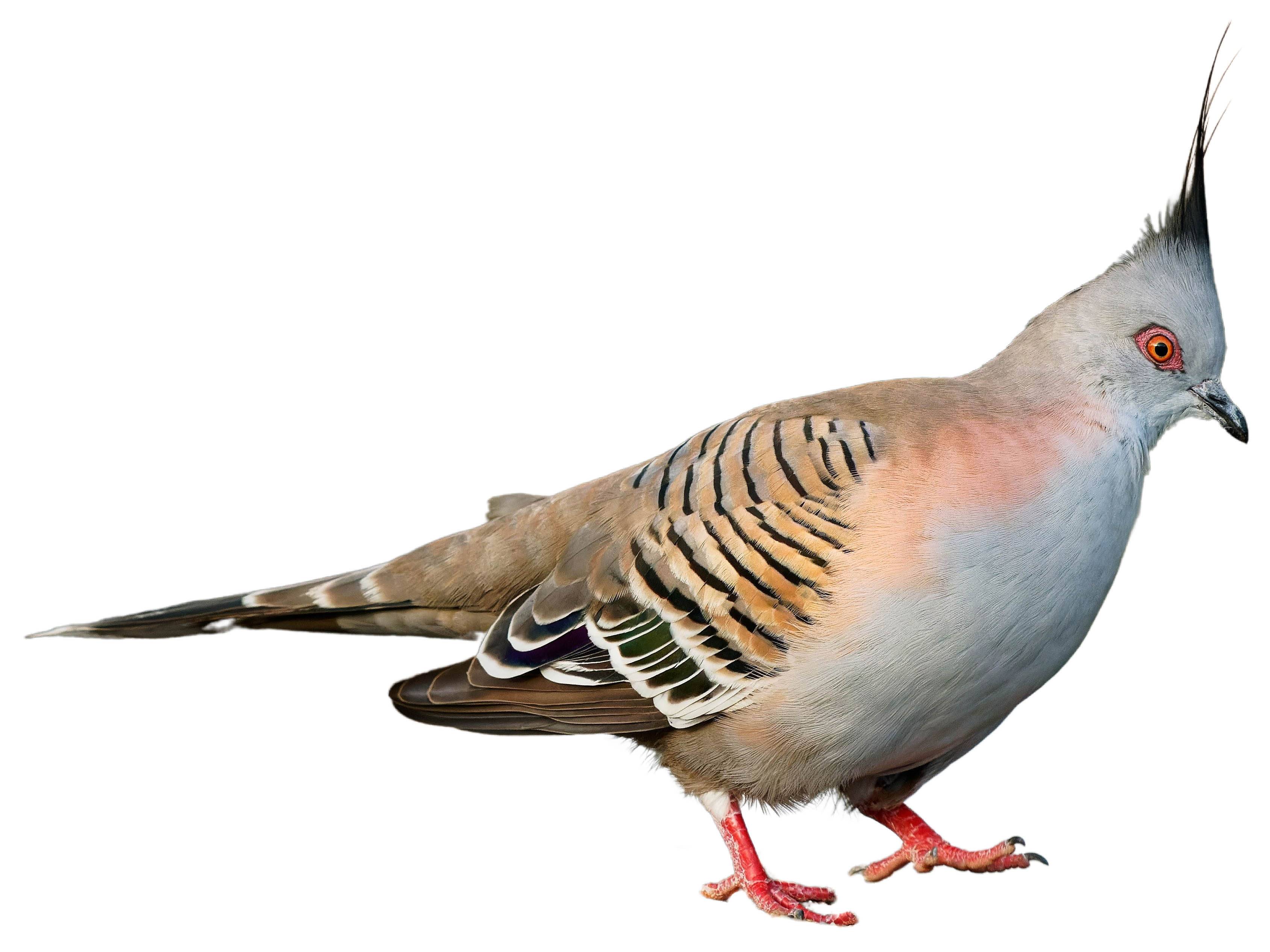 A photo of a Crested Pigeon (Ocyphaps lophotes)