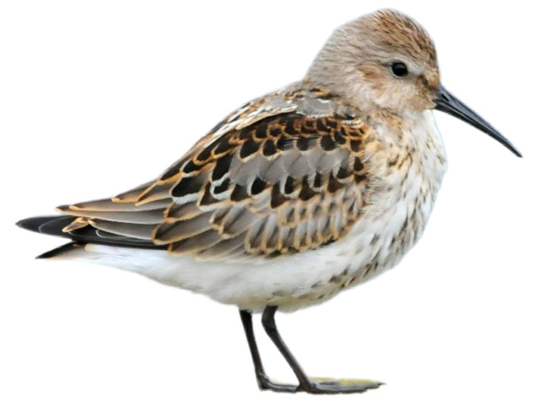 A photo of a Western Sandpiper (Calidris mauri)