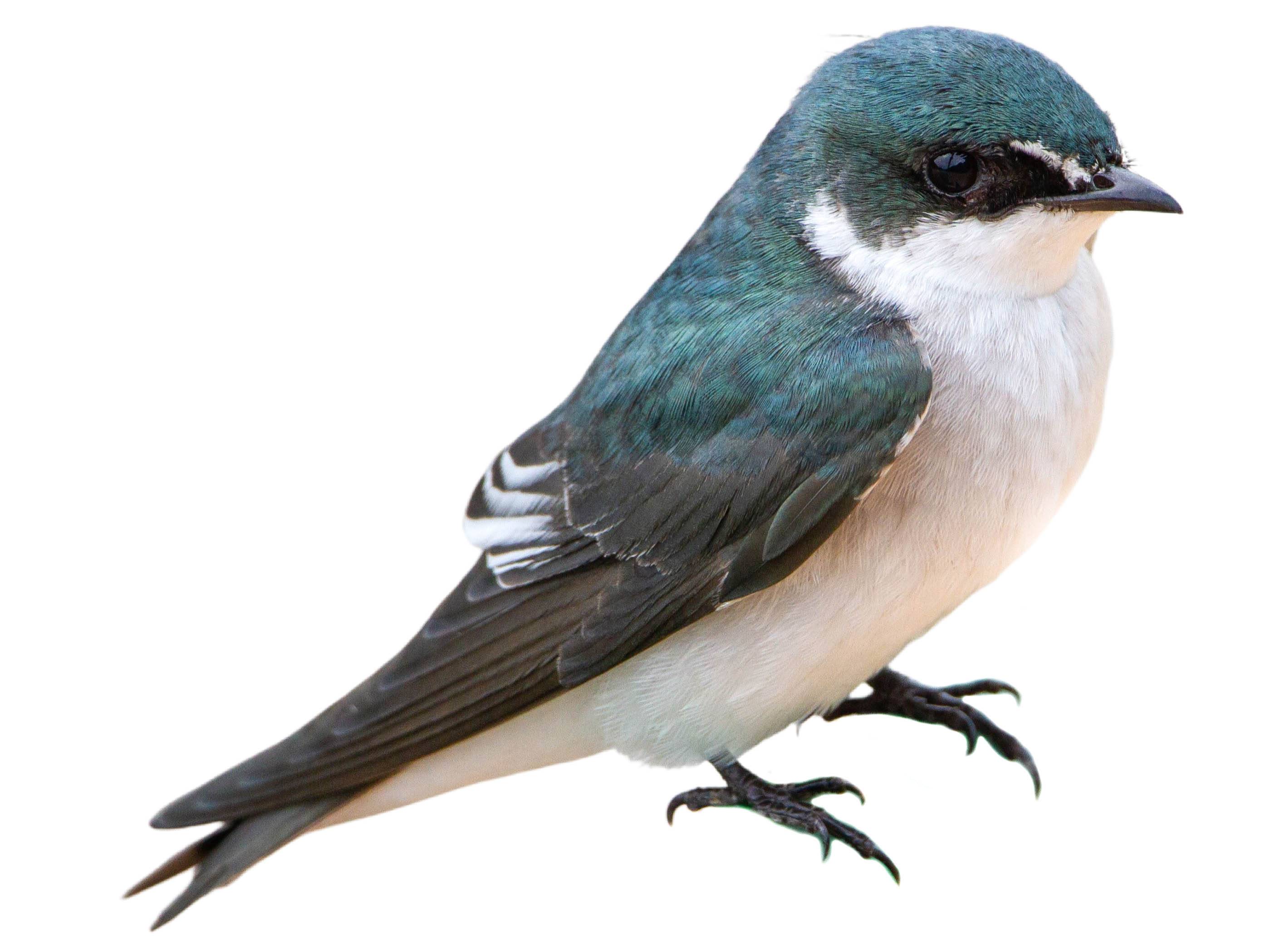 A photo of a Mangrove Swallow (Tachycineta albilinea)