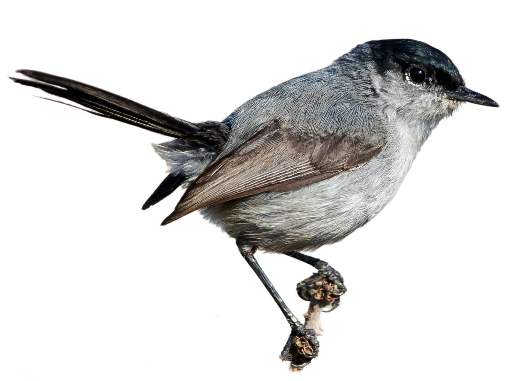 A photo of a California Gnatcatcher (Polioptila californica), male