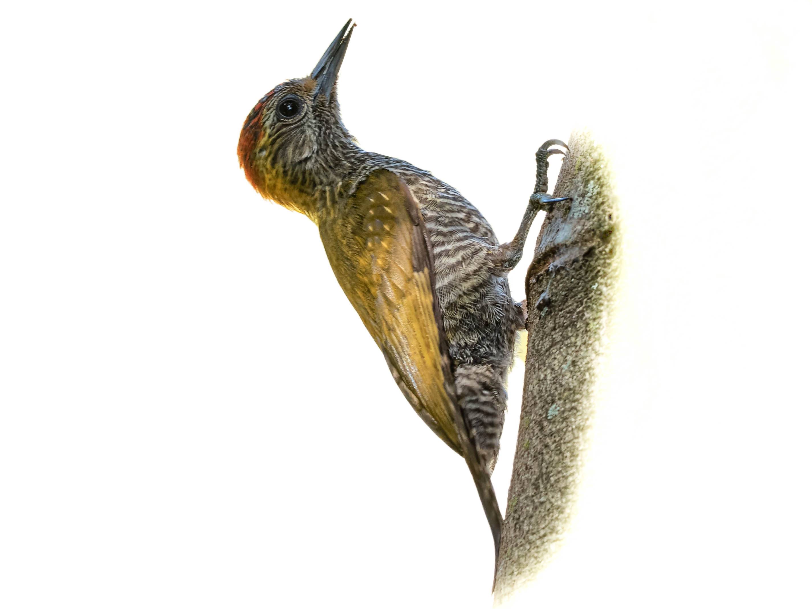 A photo of a Yellow-eared Woodpecker (Veniliornis maculifrons), male