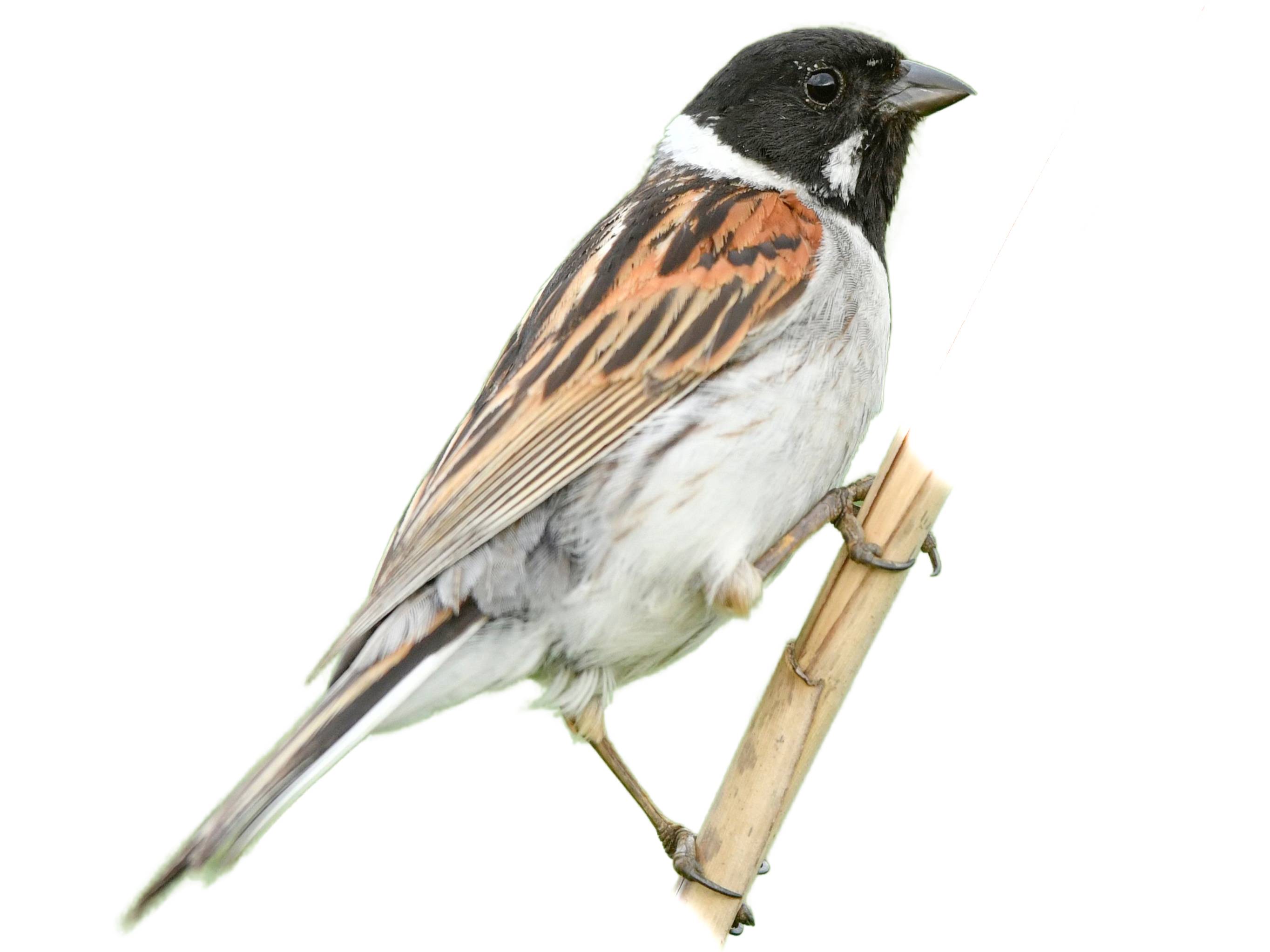 A photo of a Common Reed Bunting (Emberiza schoeniclus), male