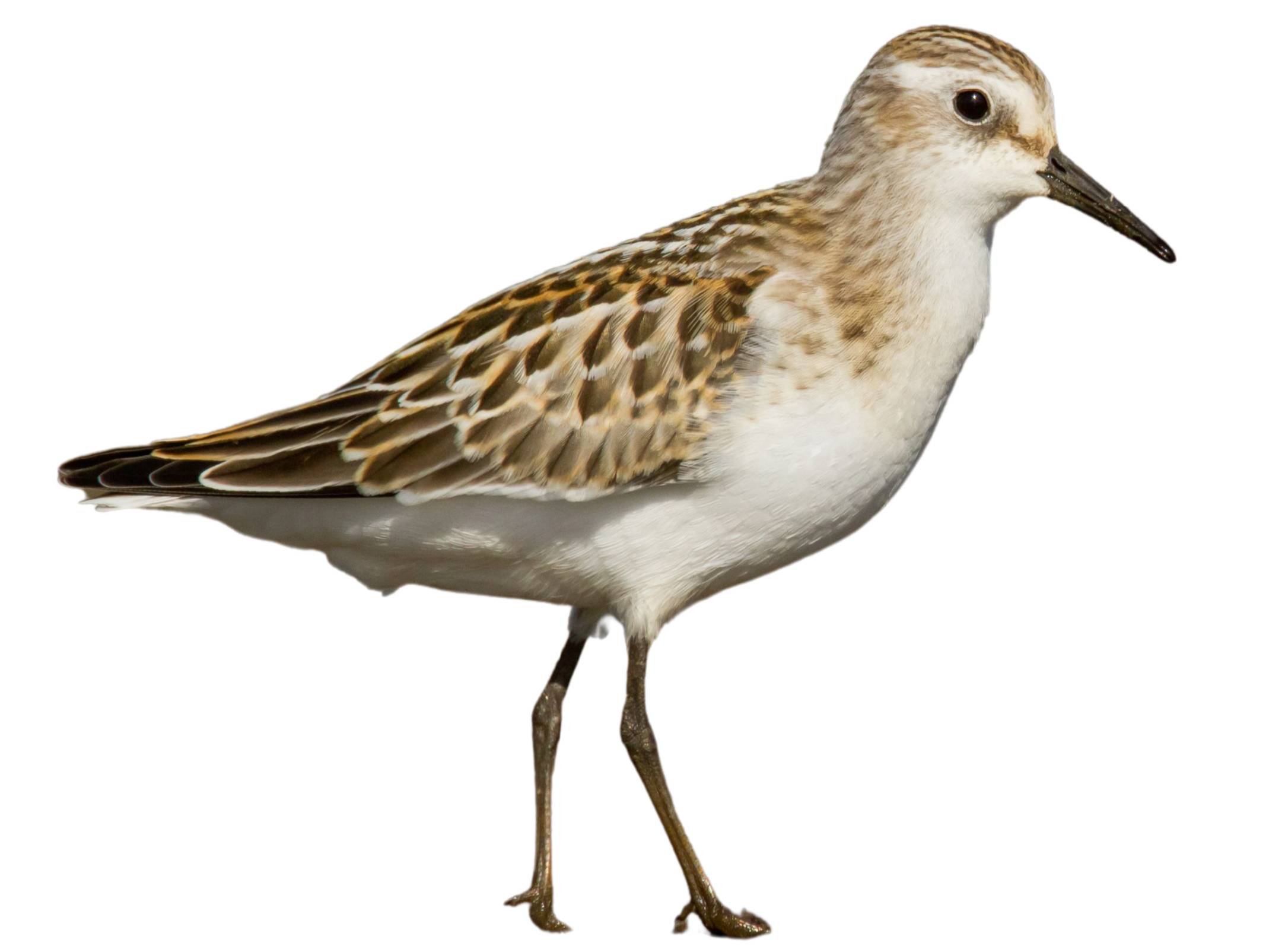 A photo of a Little Stint (Calidris minuta)