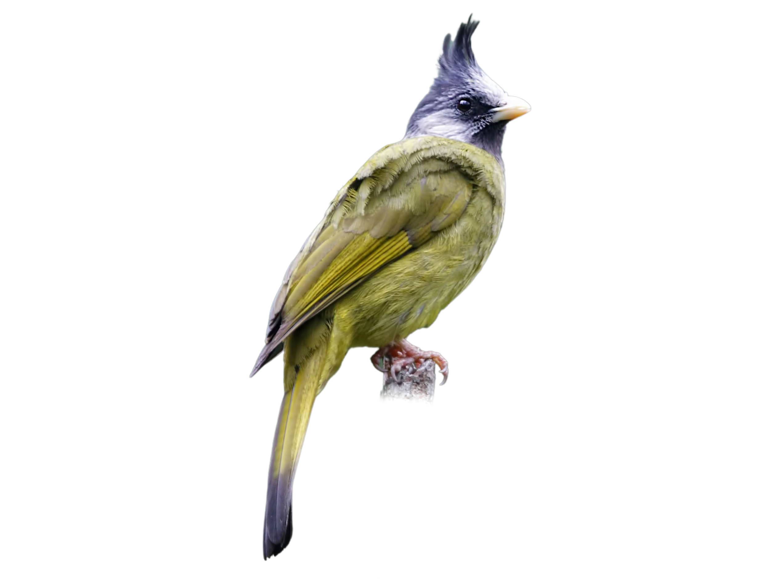 A photo of a Crested Finchbill (Spizixos canifrons)