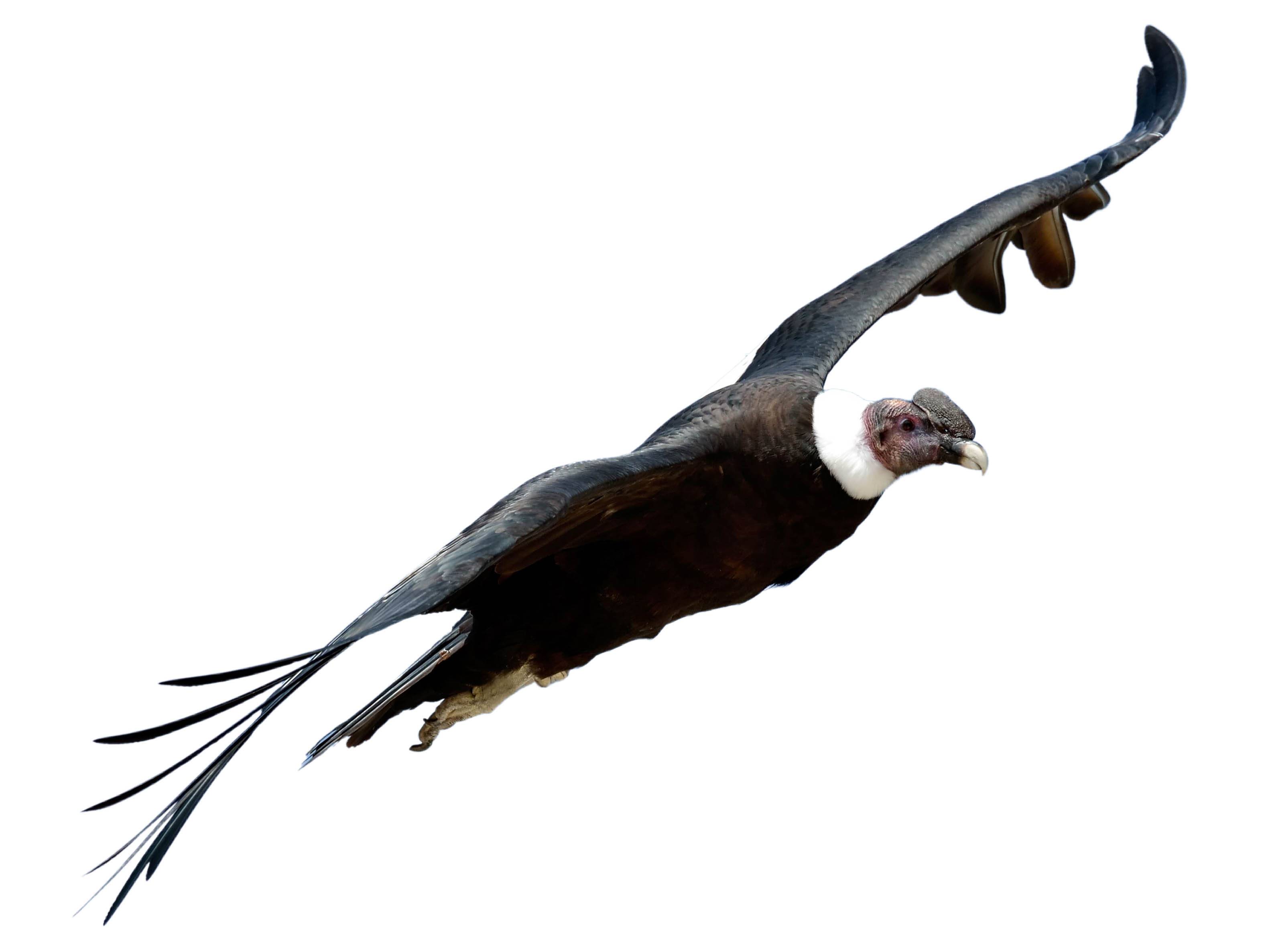 A photo of a Andean Condor (Vultur gryphus), male