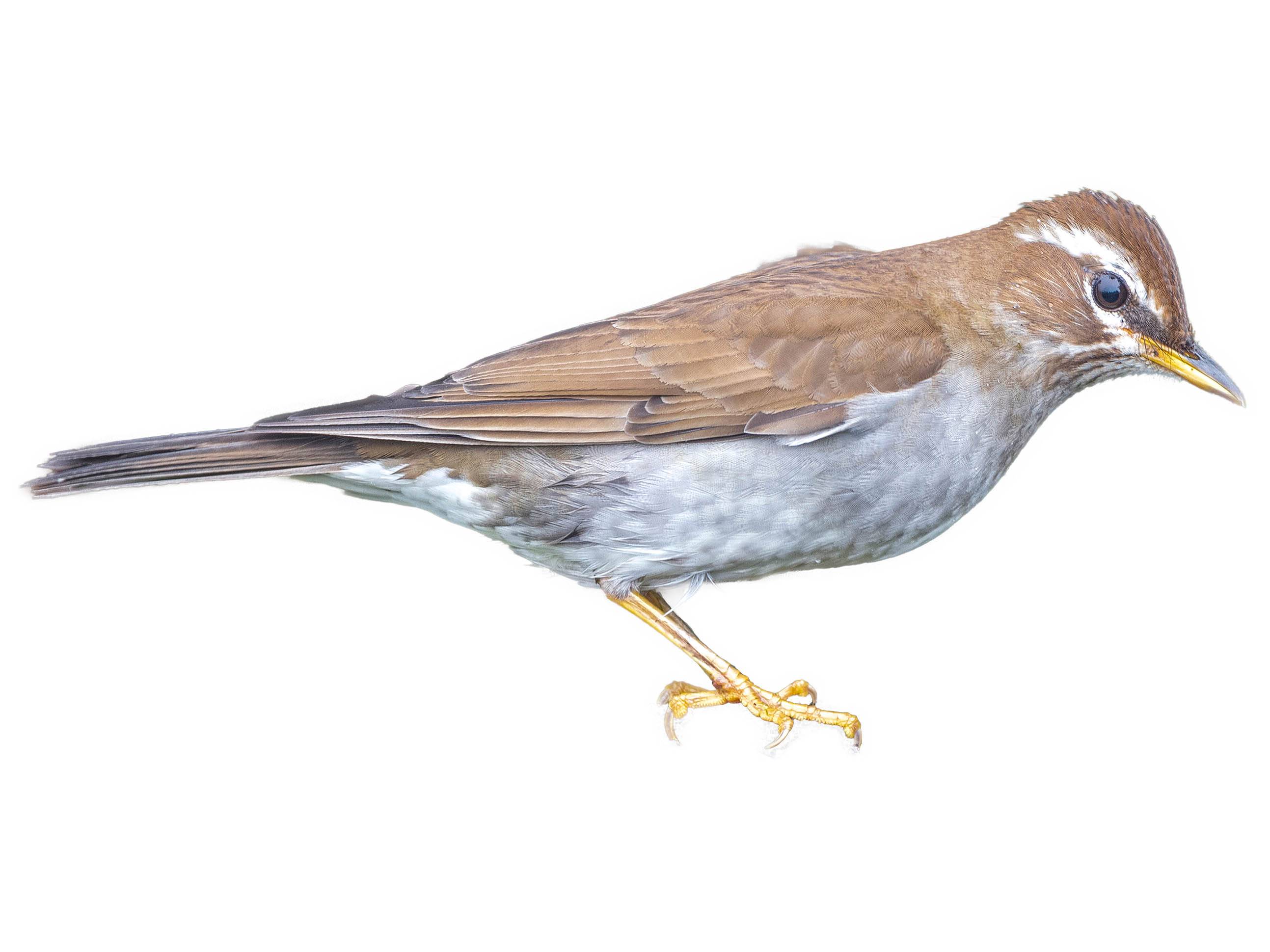 A photo of a Grey-sided Thrush (Turdus feae), male