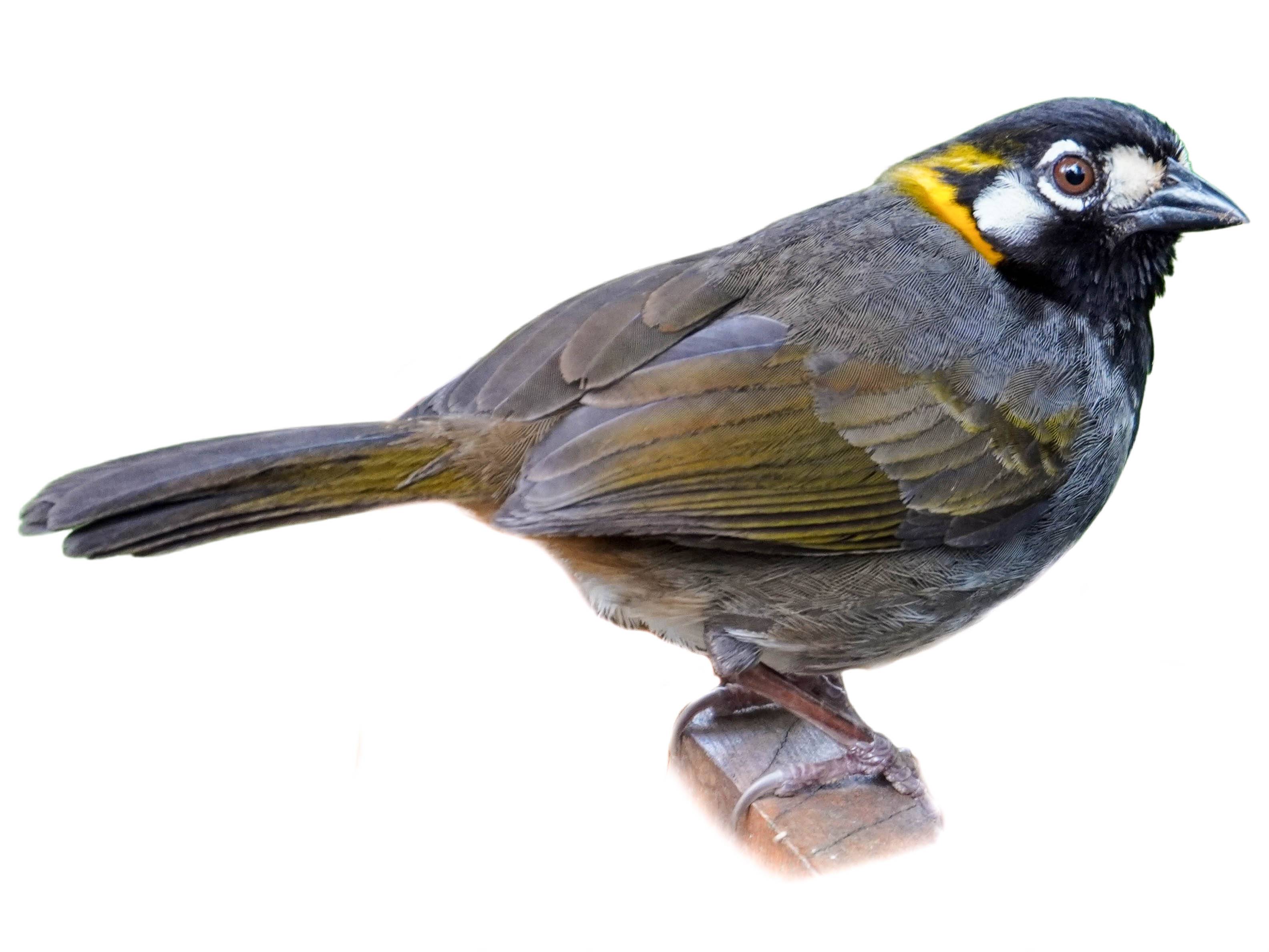 A photo of a White-eared Ground Sparrow (Melozone leucotis)