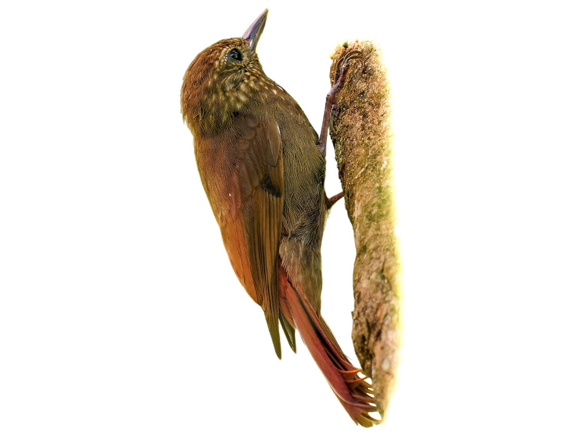 A photo of a Wedge-billed Woodcreeper (Glyphorynchus spirurus)