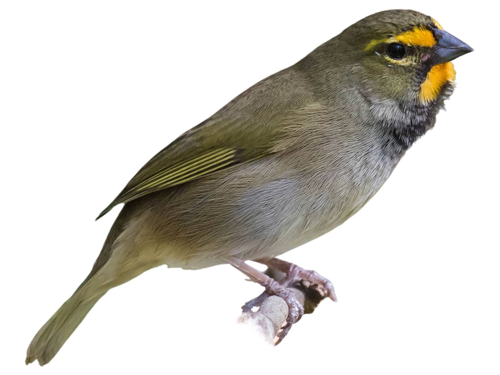 A photo of a Yellow-faced Grassquit (Tiaris olivaceus), male