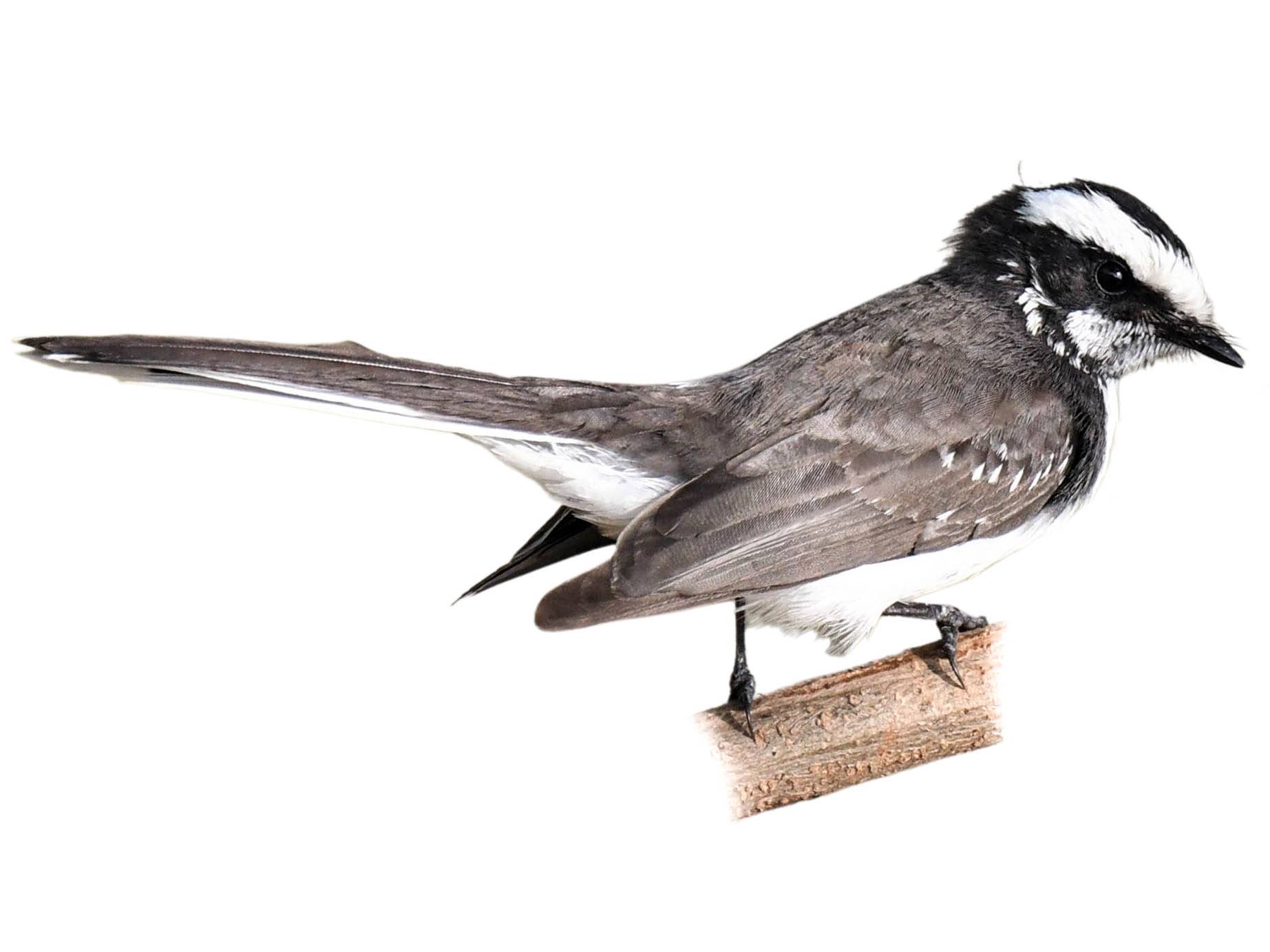 A photo of a White-browed Fantail (Rhipidura aureola)