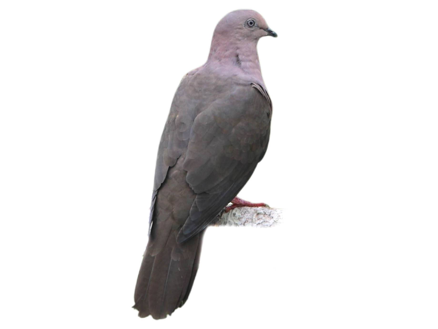 A photo of a Ruddy Pigeon (Patagioenas subvinacea)