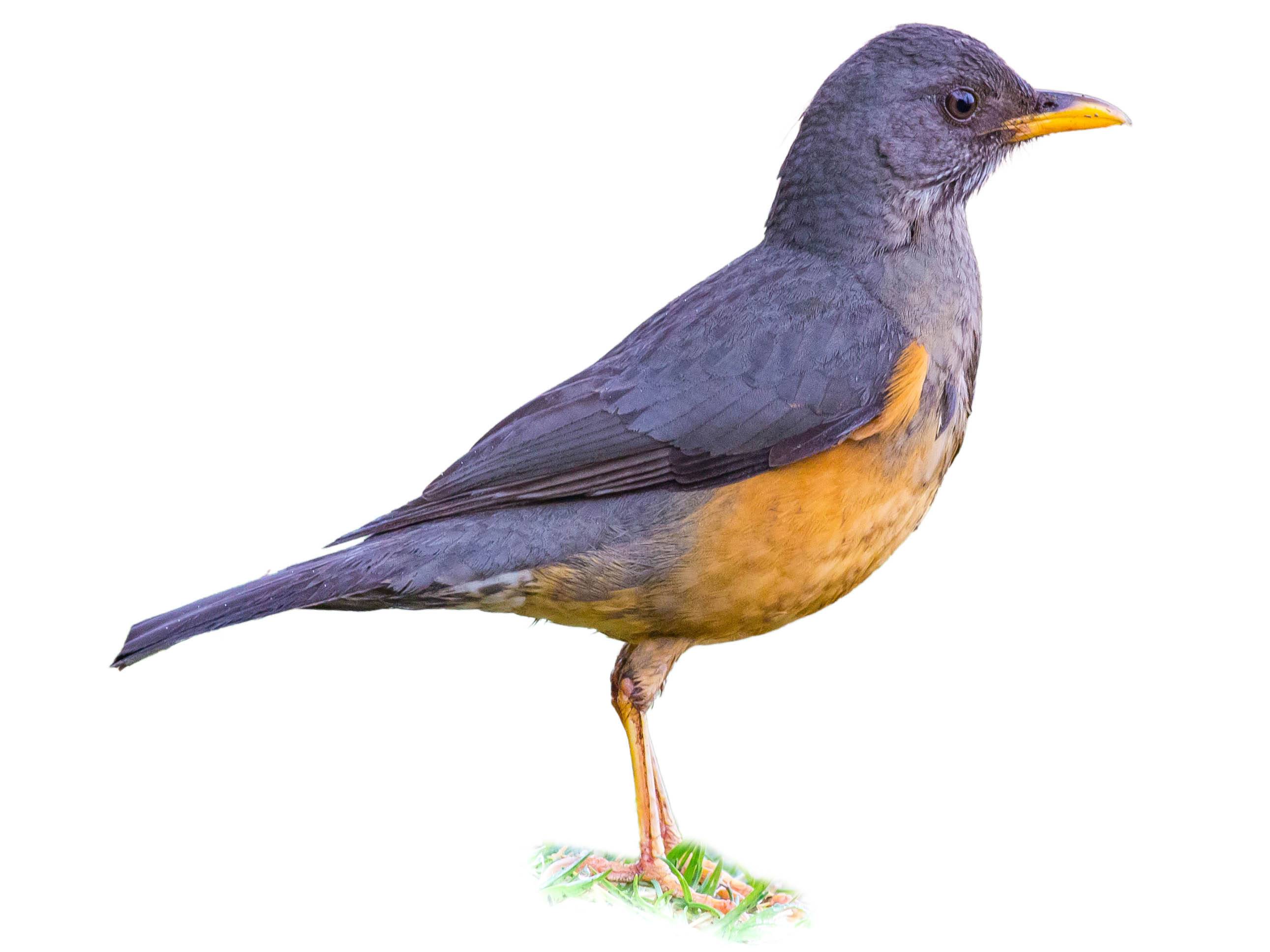 A photo of a Olive Thrush (Turdus olivaceus)