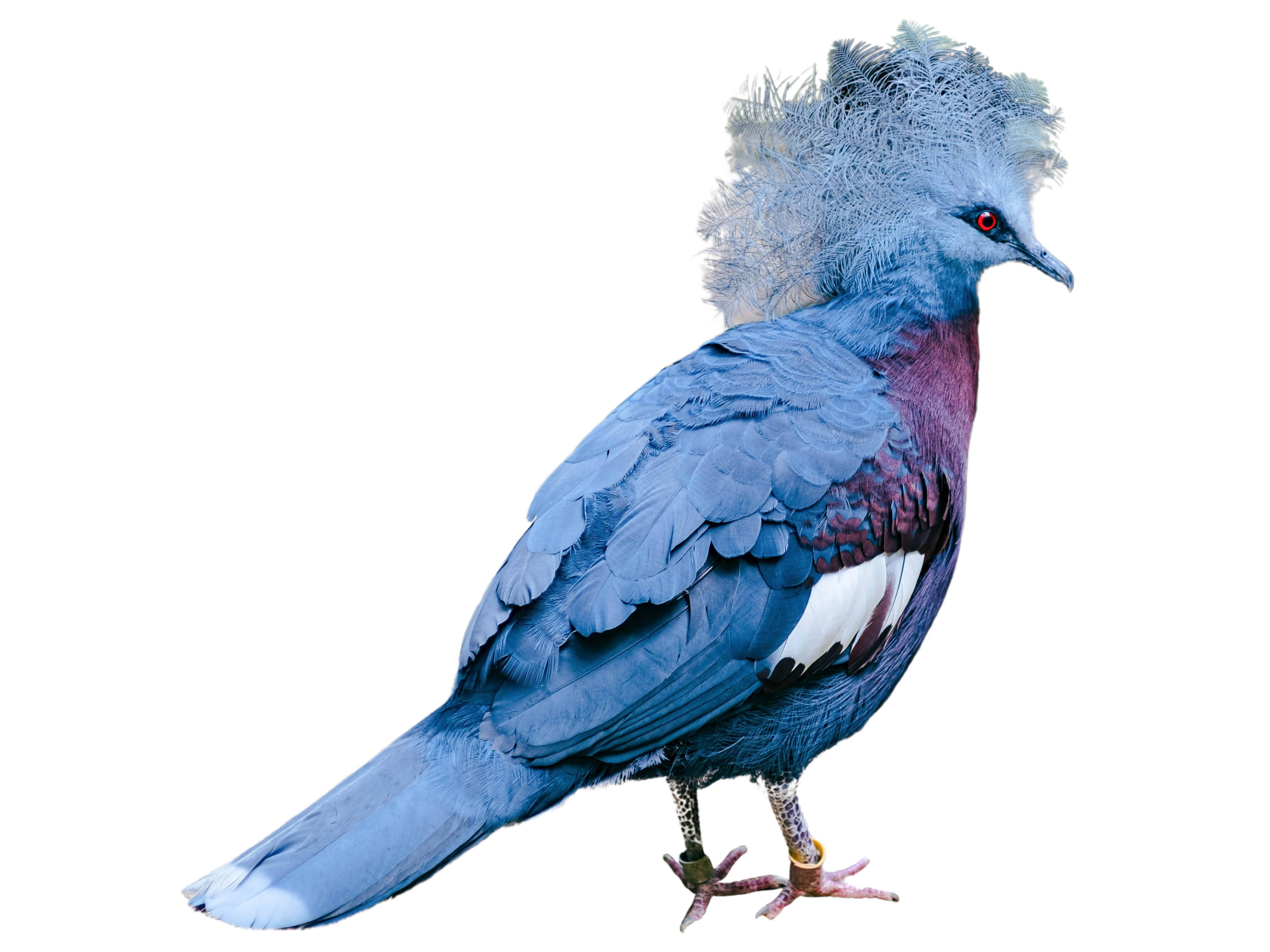 A photo of a Sclater's Crowned Pigeon (Goura sclaterii)