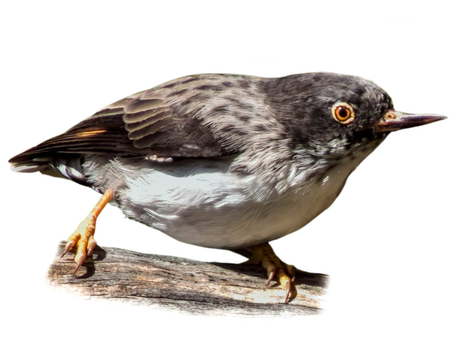 A photo of a Varied Sittella (Daphoenositta chrysoptera), female