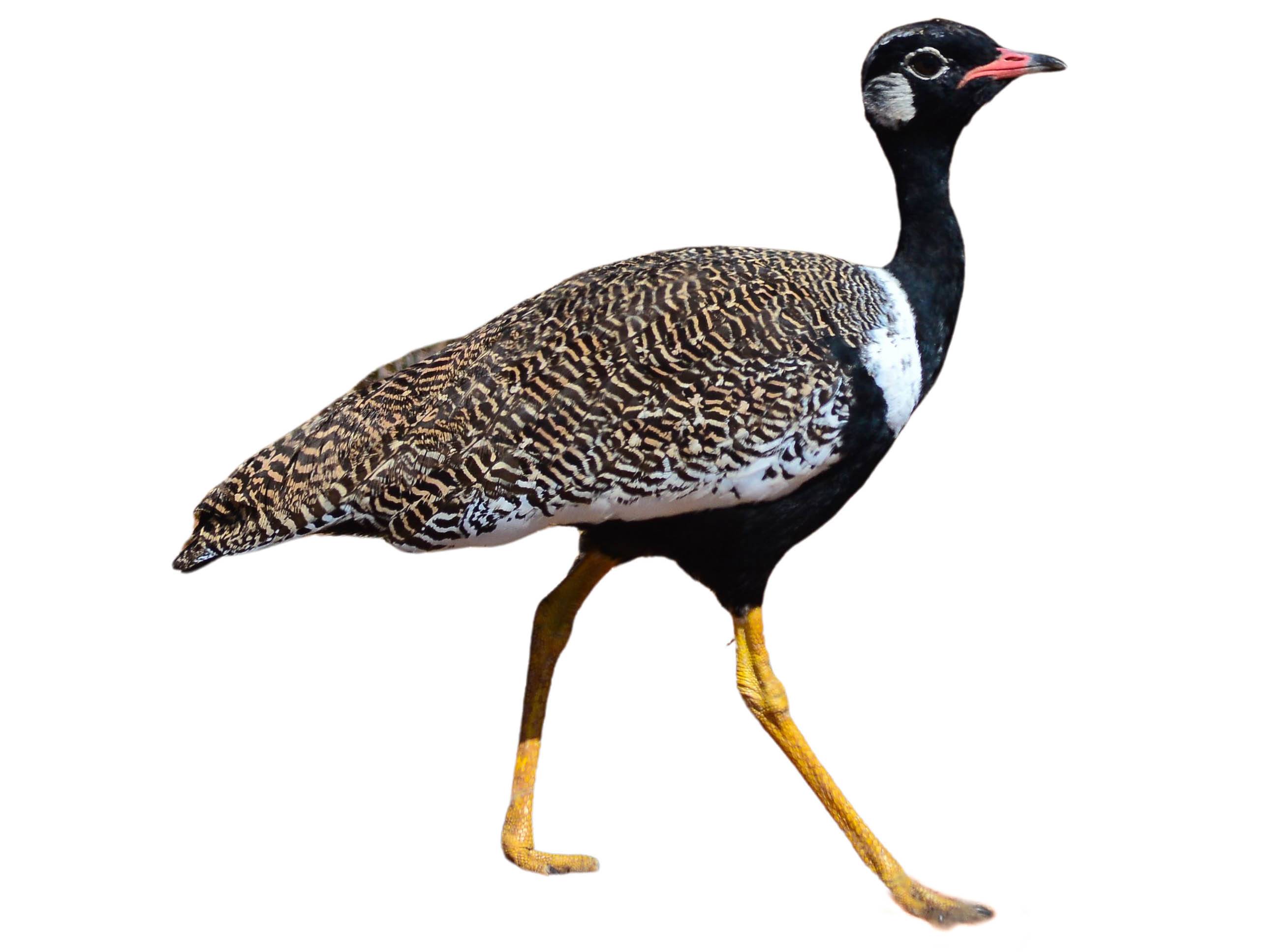 A photo of a Southern Black Korhaan (Afrotis afra), male