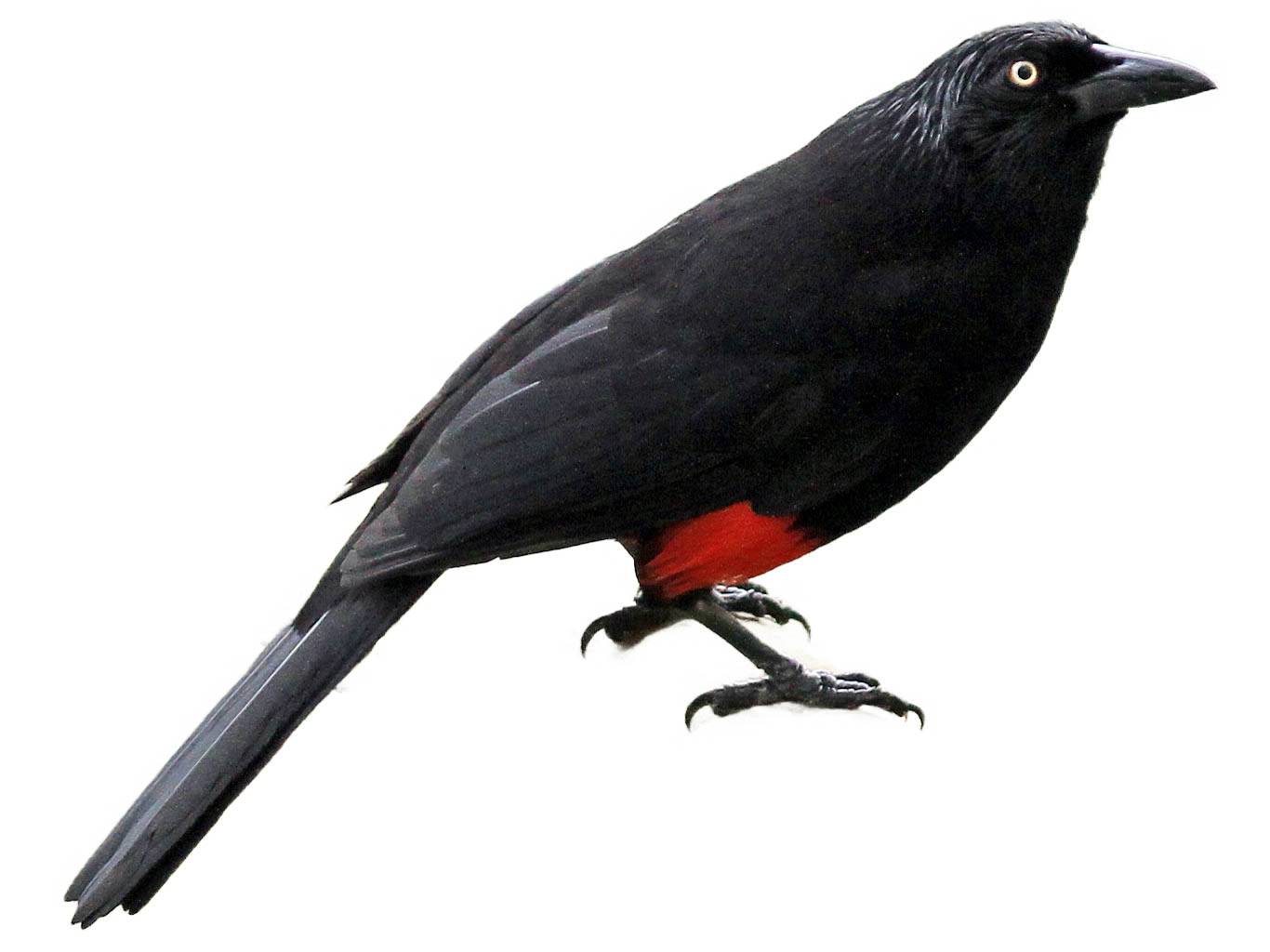 A photo of a Red-bellied Grackle (Hypopyrrhus pyrohypogaster)