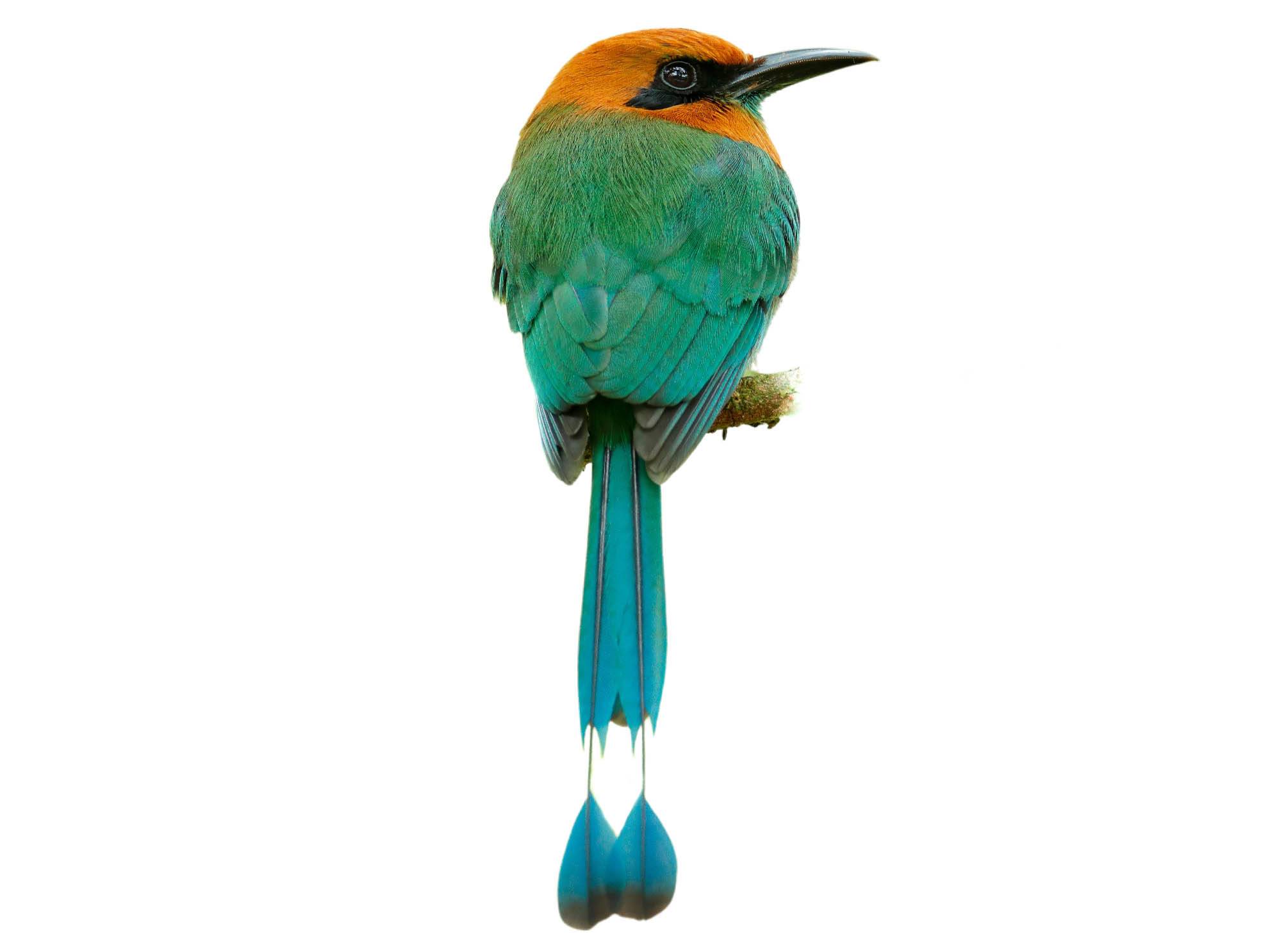 A photo of a Broad-billed Motmot (Electron platyrhynchum)