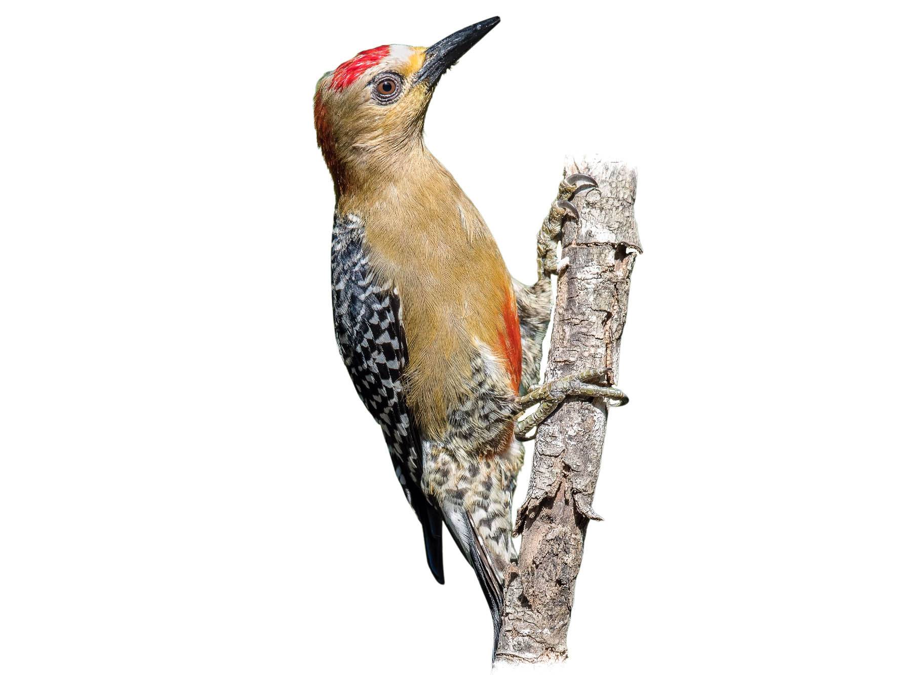 A photo of a Red-crowned Woodpecker (Melanerpes rubricapillus), male