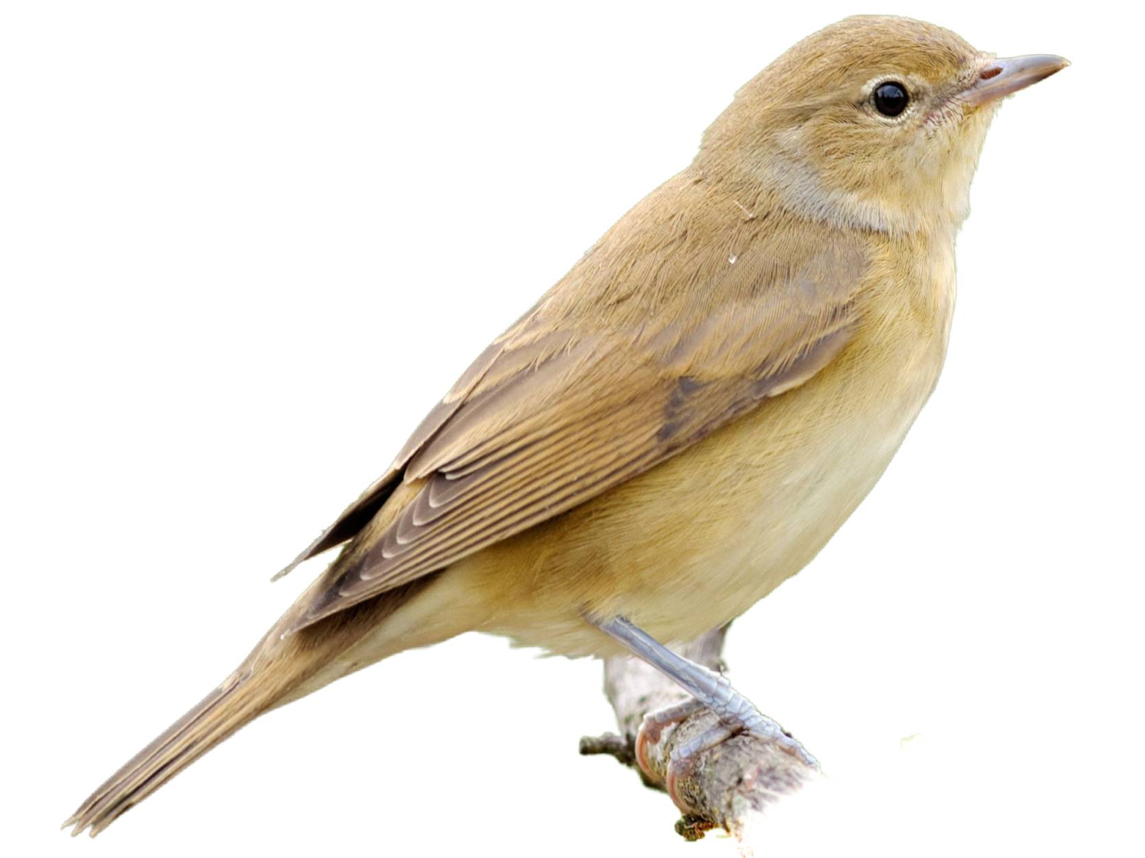 A photo of a Garden Warbler (Sylvia borin)