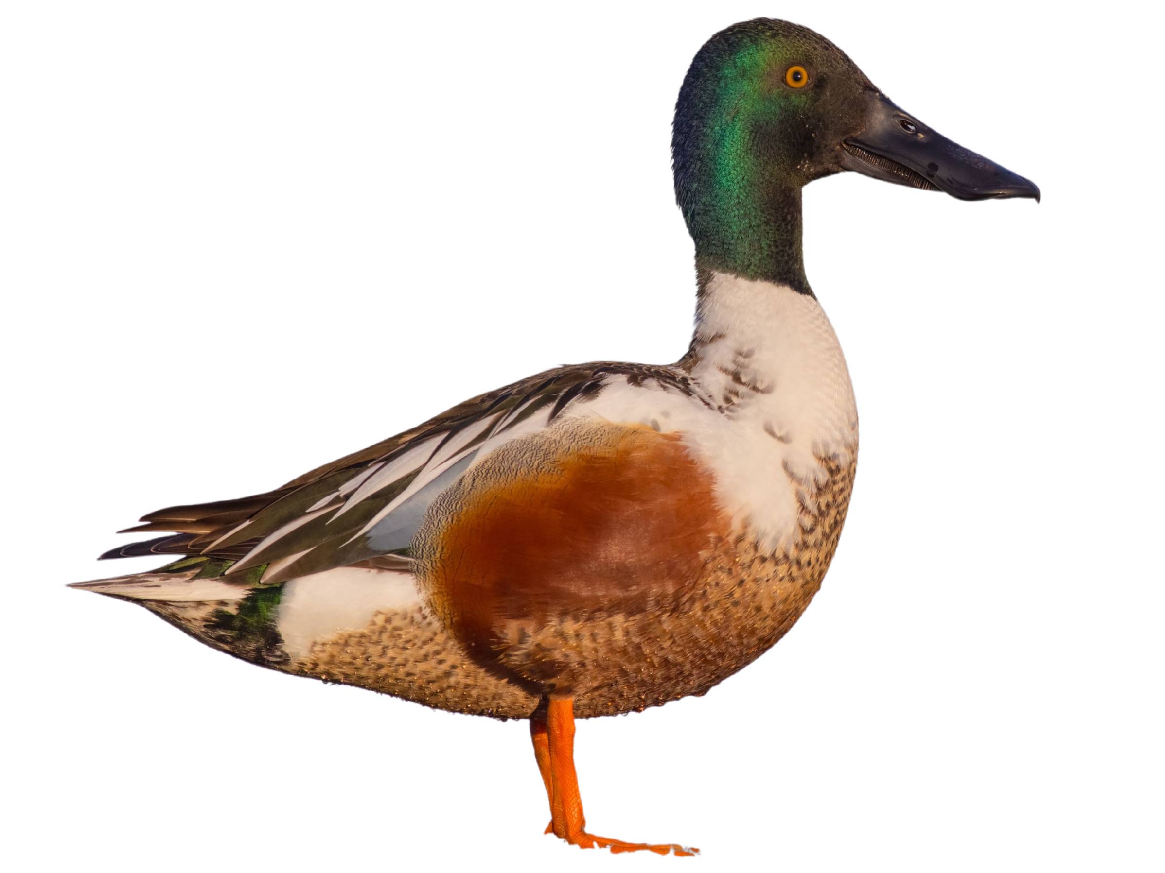 A photo of a Northern Shoveler (Spatula clypeata), male