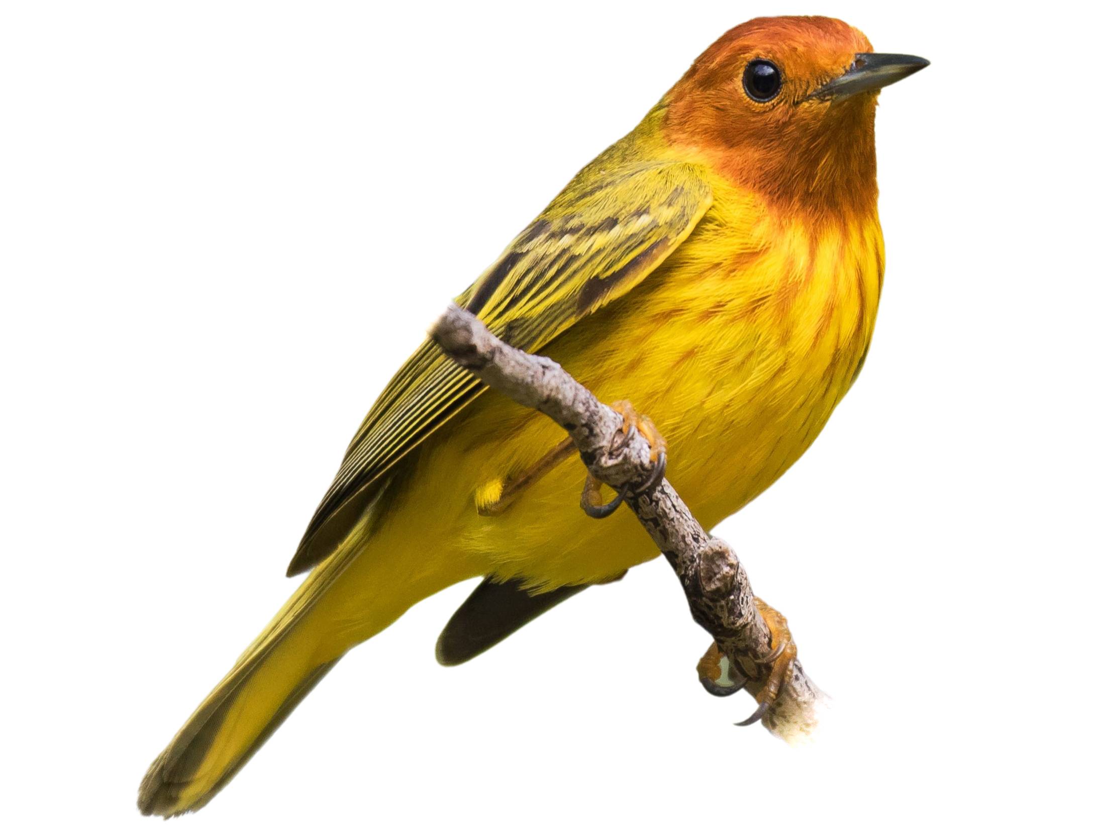 A photo of a American Yellow Warbler (Setophaga petechia), male