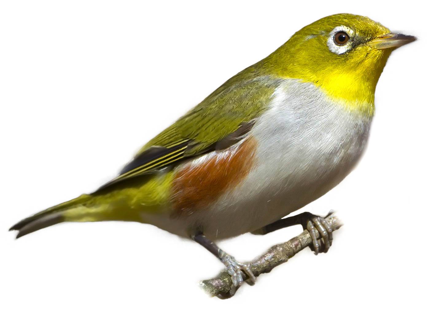 A photo of a Chestnut-flanked White-eye (Zosterops erythropleurus)