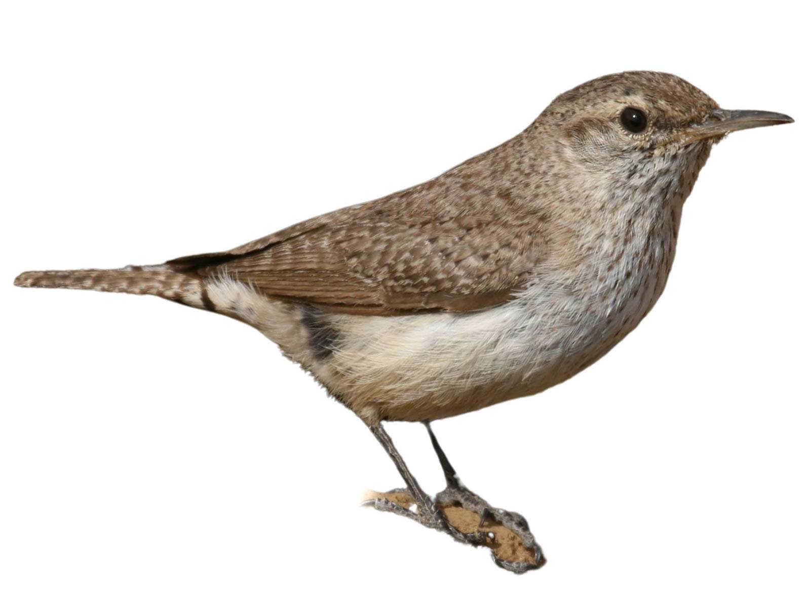 A photo of a Rock Wren (Salpinctes obsoletus)