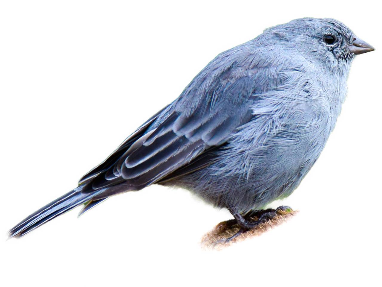 A photo of a Plumbeous Sierra Finch (Geospizopsis unicolor), male