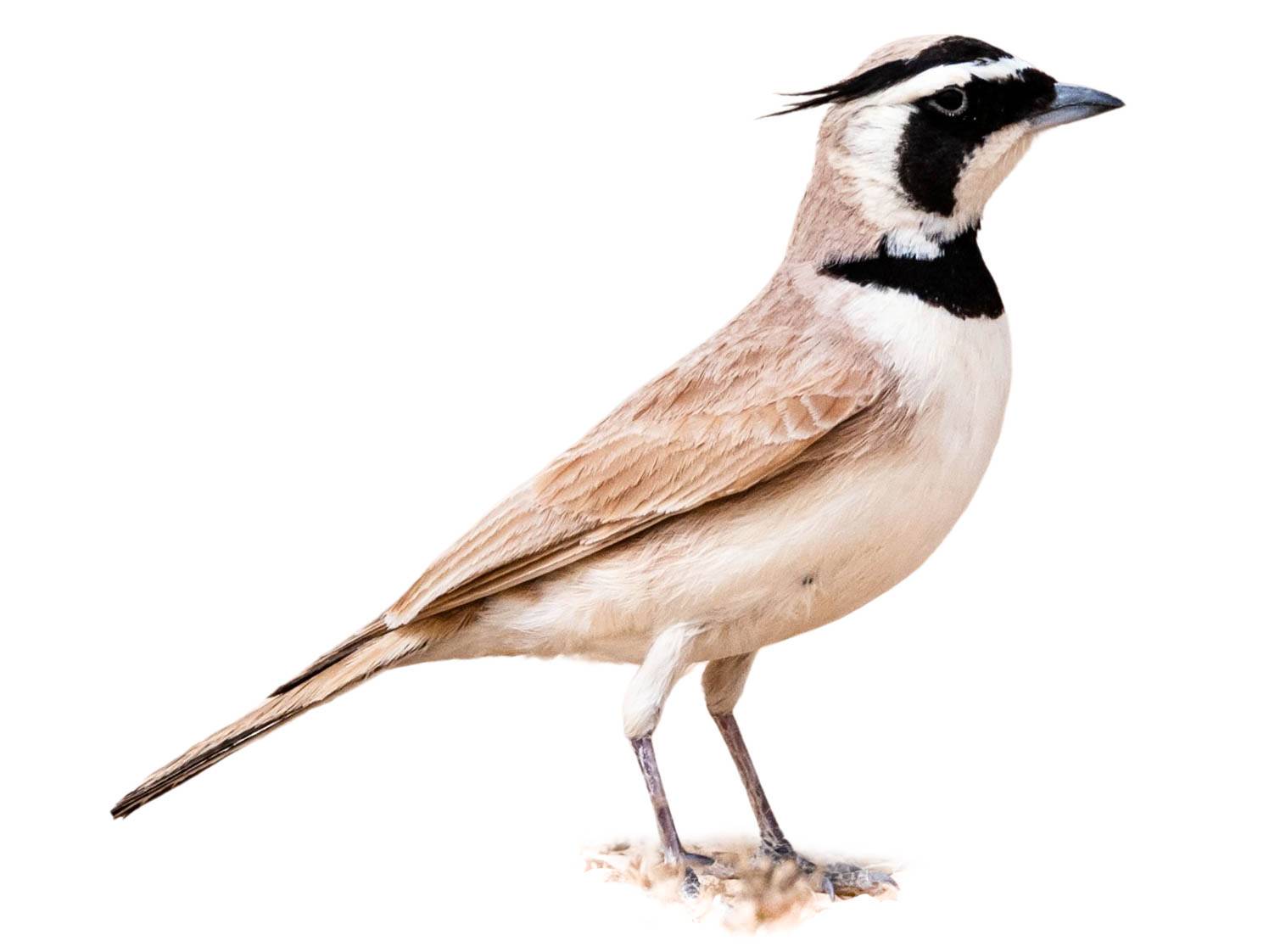 A photo of a Temminck's Lark (Eremophila bilopha)