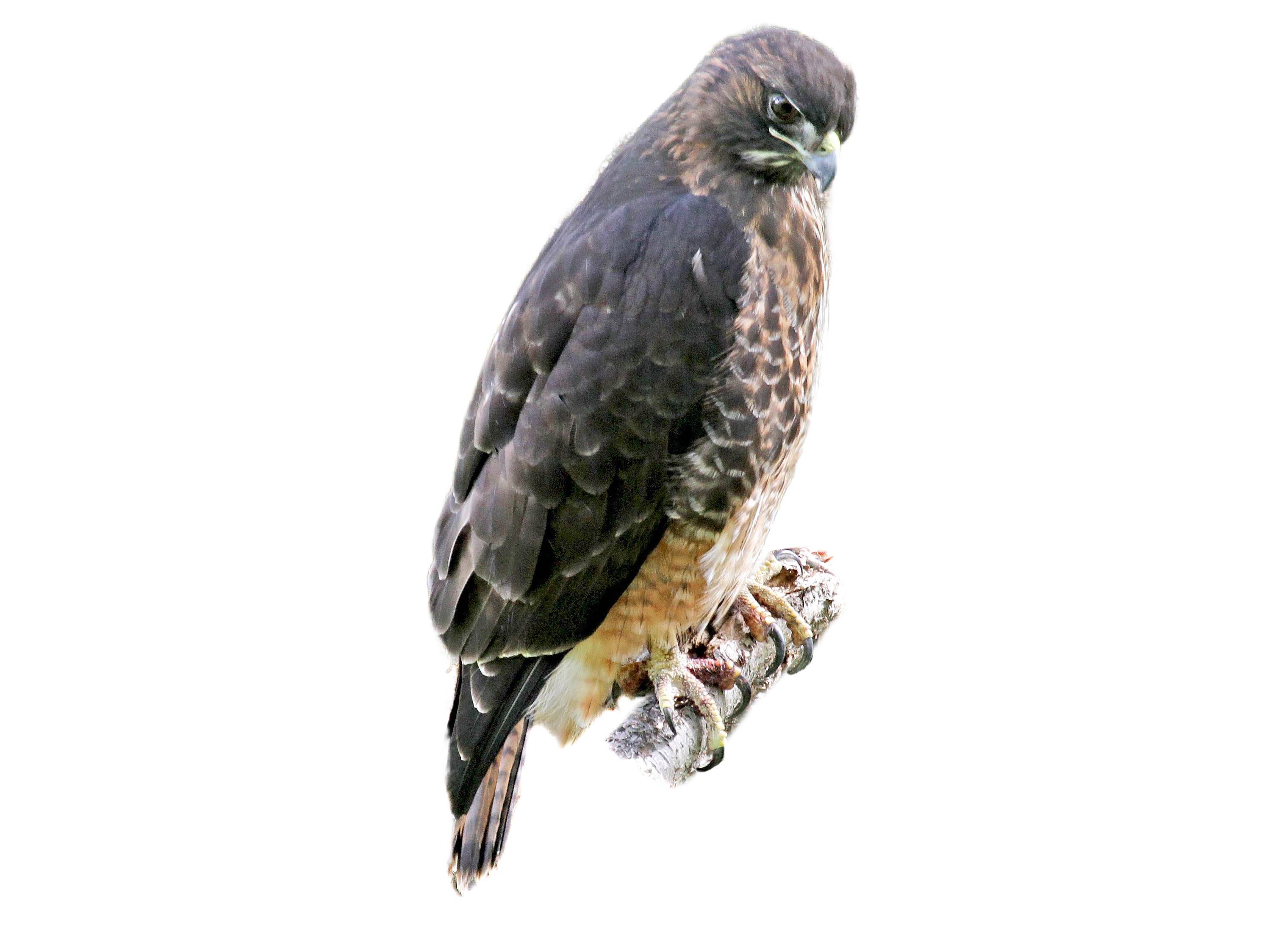 A photo of a Rufous-tailed Hawk (Buteo ventralis)