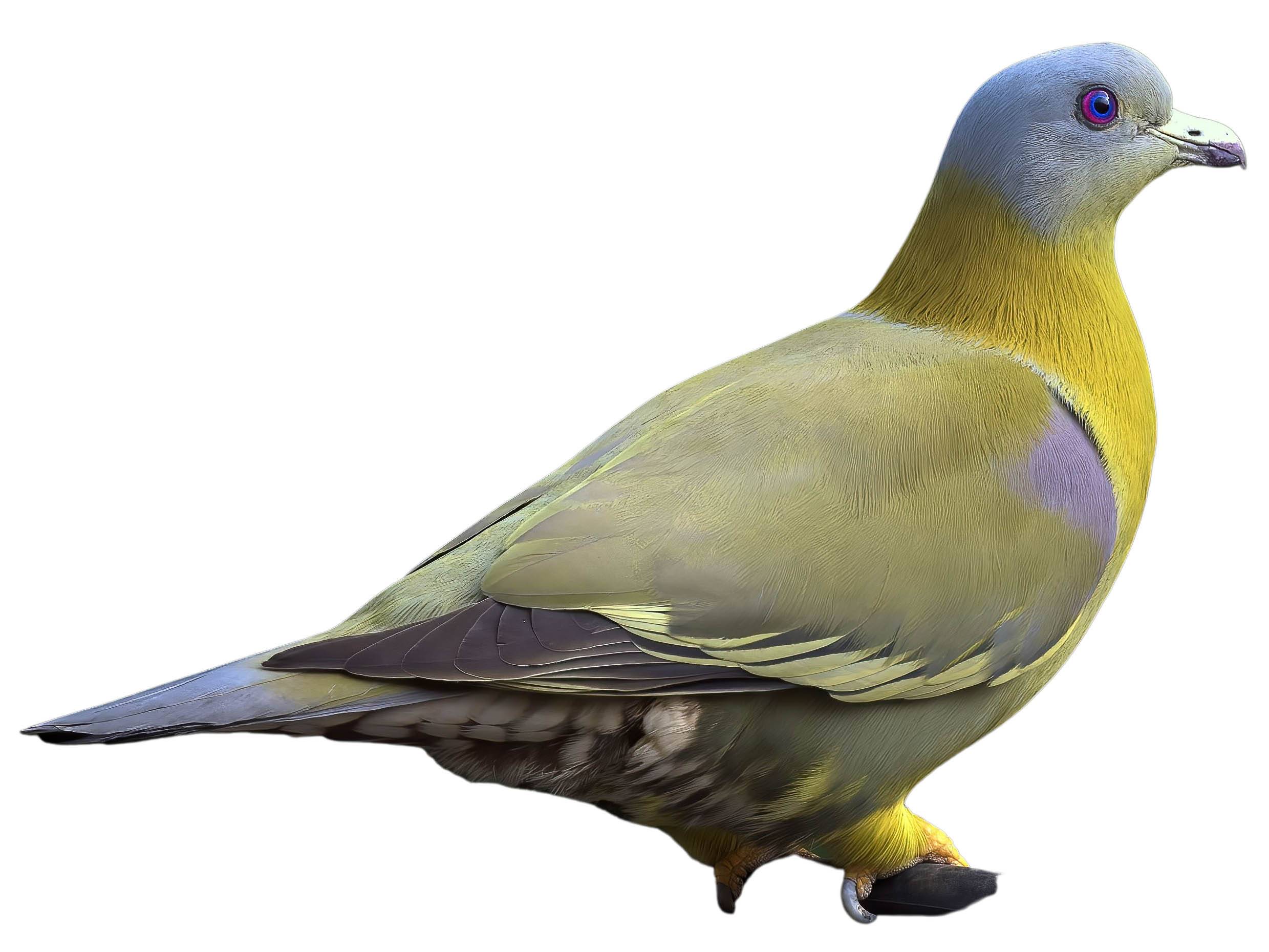 A photo of a Yellow-footed Green Pigeon (Treron phoenicopterus)
