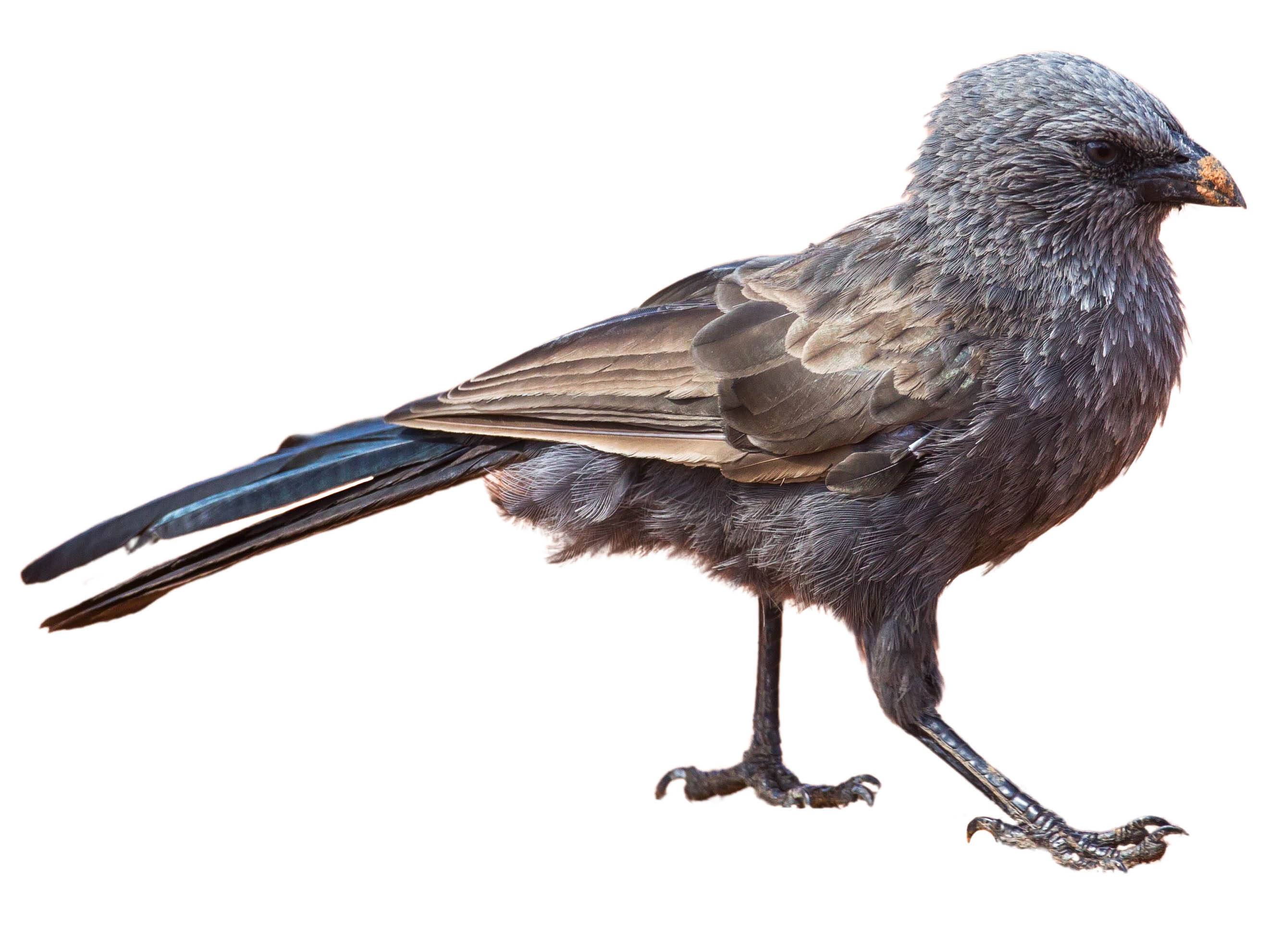 A photo of a Apostlebird (Struthidea cinerea)