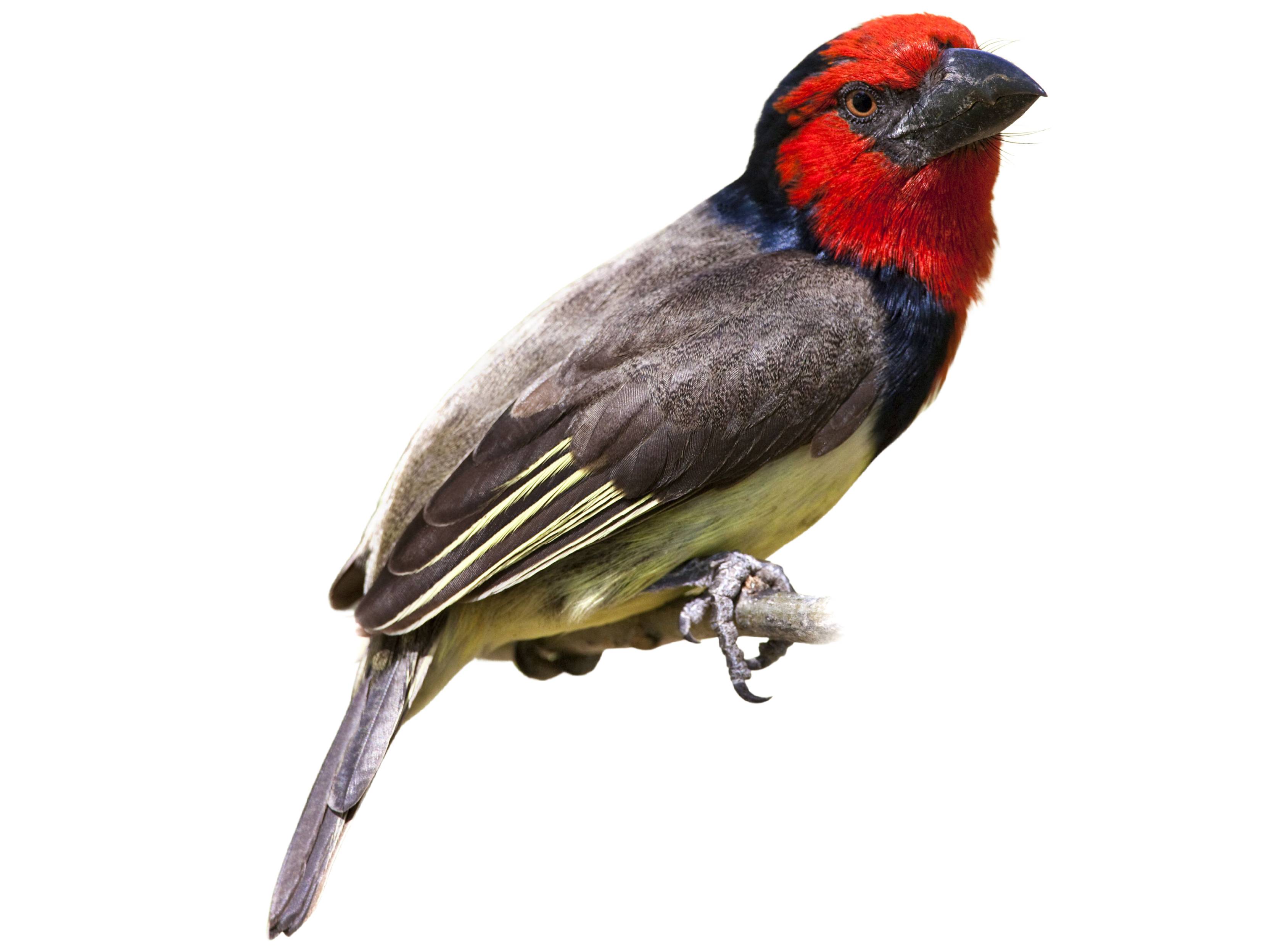 A photo of a Black-collared Barbet (Lybius torquatus)